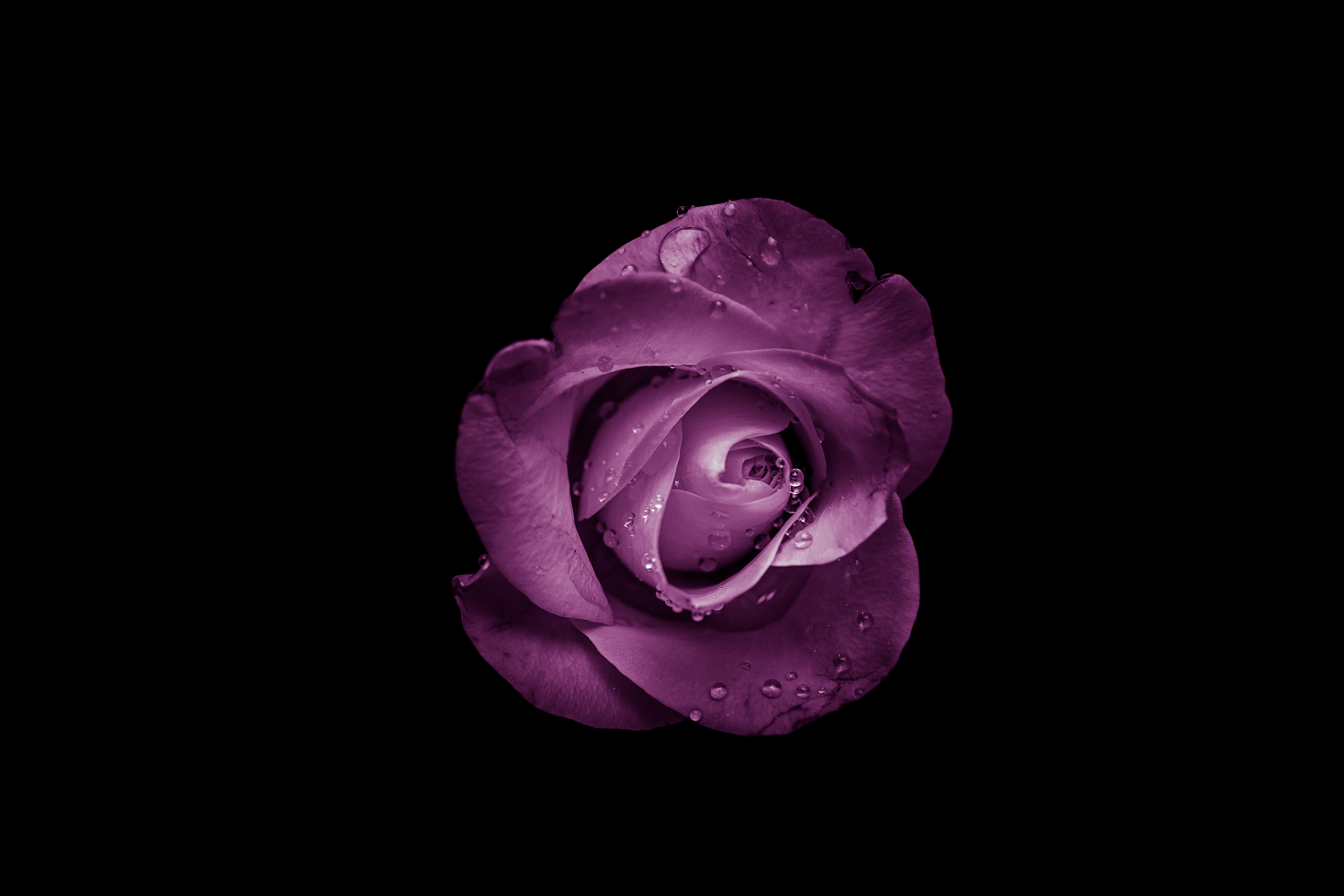 violet, flowers, drops, flower, rose flower, rose, bud, purple