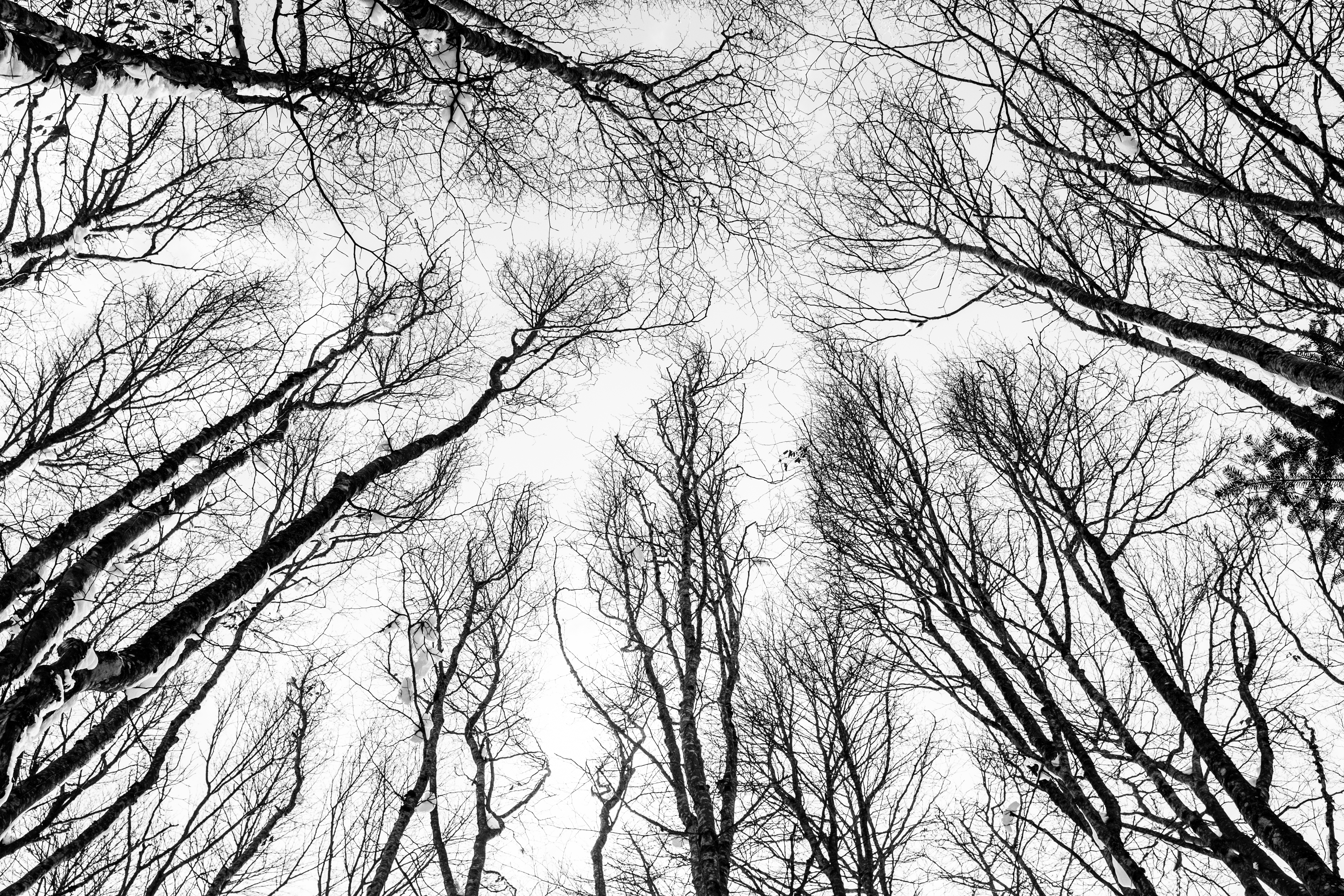 Free download wallpaper Nature, Branches, Bw, Bottom View, Trees, Chb, Autumn on your PC desktop