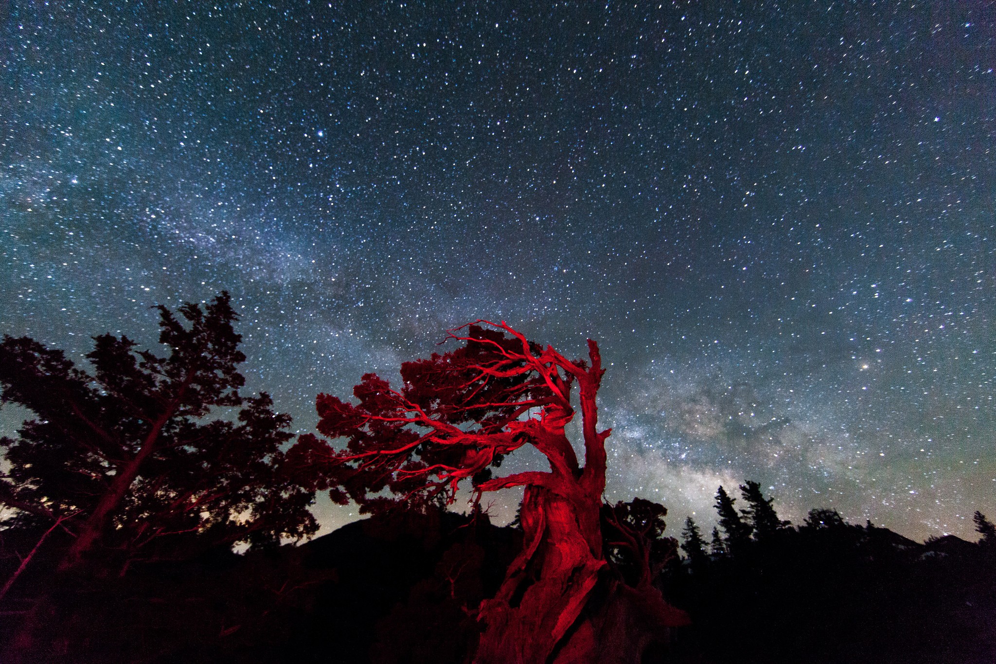 Baixe gratuitamente a imagem Árvores, Céu, Estrelas, Árvore, Terra/natureza na área de trabalho do seu PC