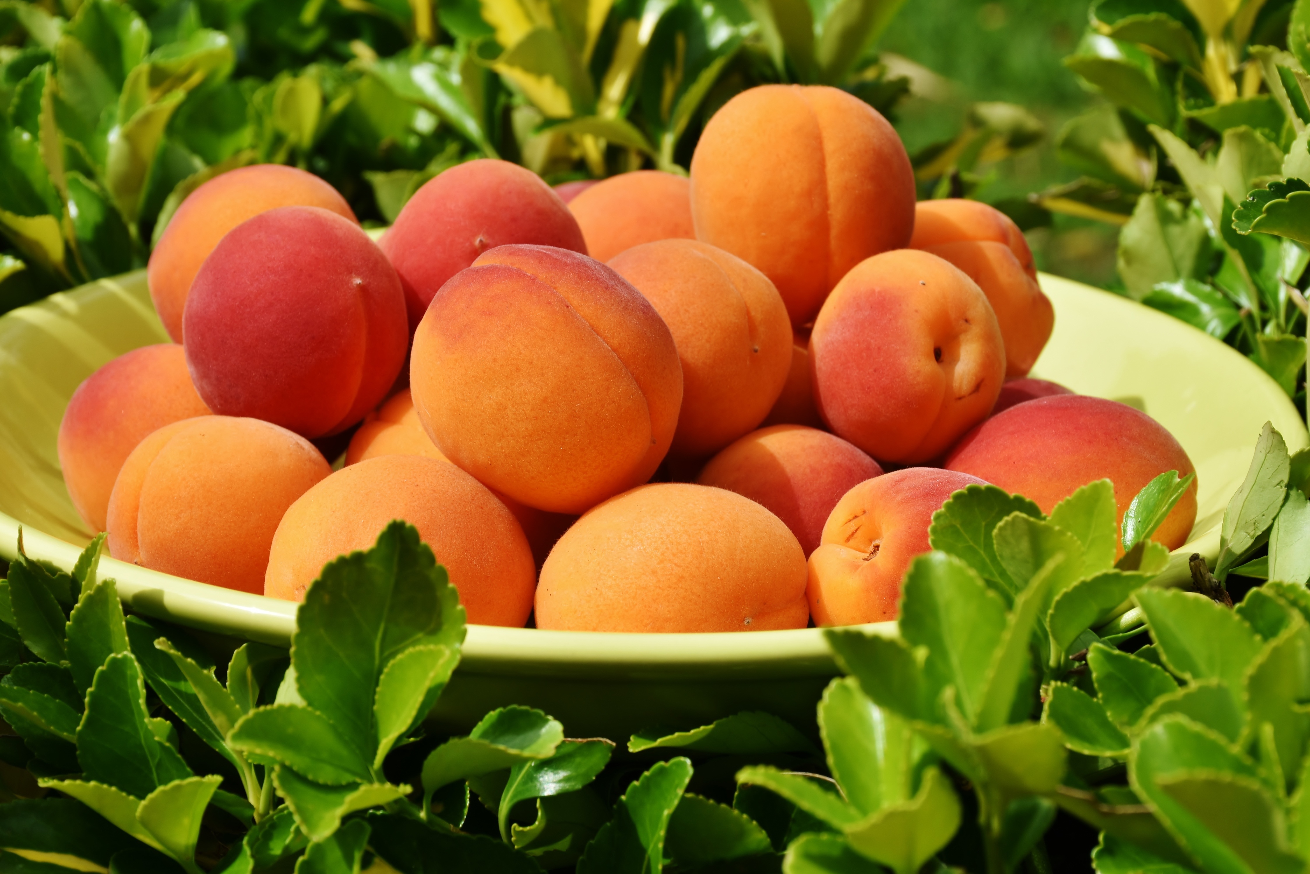 101571 скачать картинку абрикосы, фрукты, трава, животные, спелый - обои и заставки бесплатно