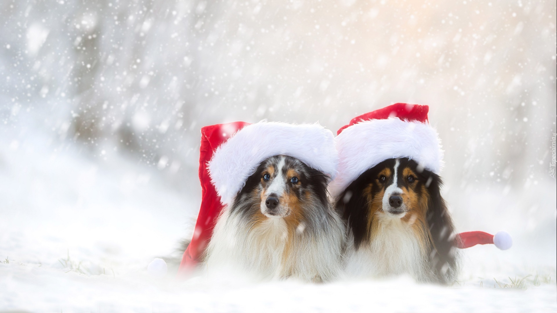 Handy-Wallpaper Tiere, Winter, Schnee, Weihnachten, Hund, Schneefall, Shetland Schäferhund, Weihnachtsmütze kostenlos herunterladen.