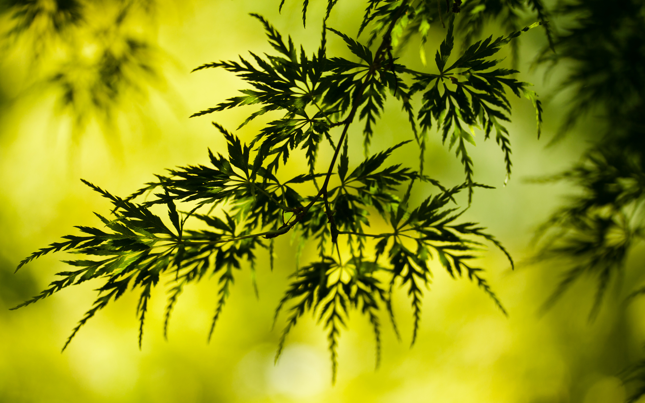 Laden Sie das Blatt, Erde/natur-Bild kostenlos auf Ihren PC-Desktop herunter