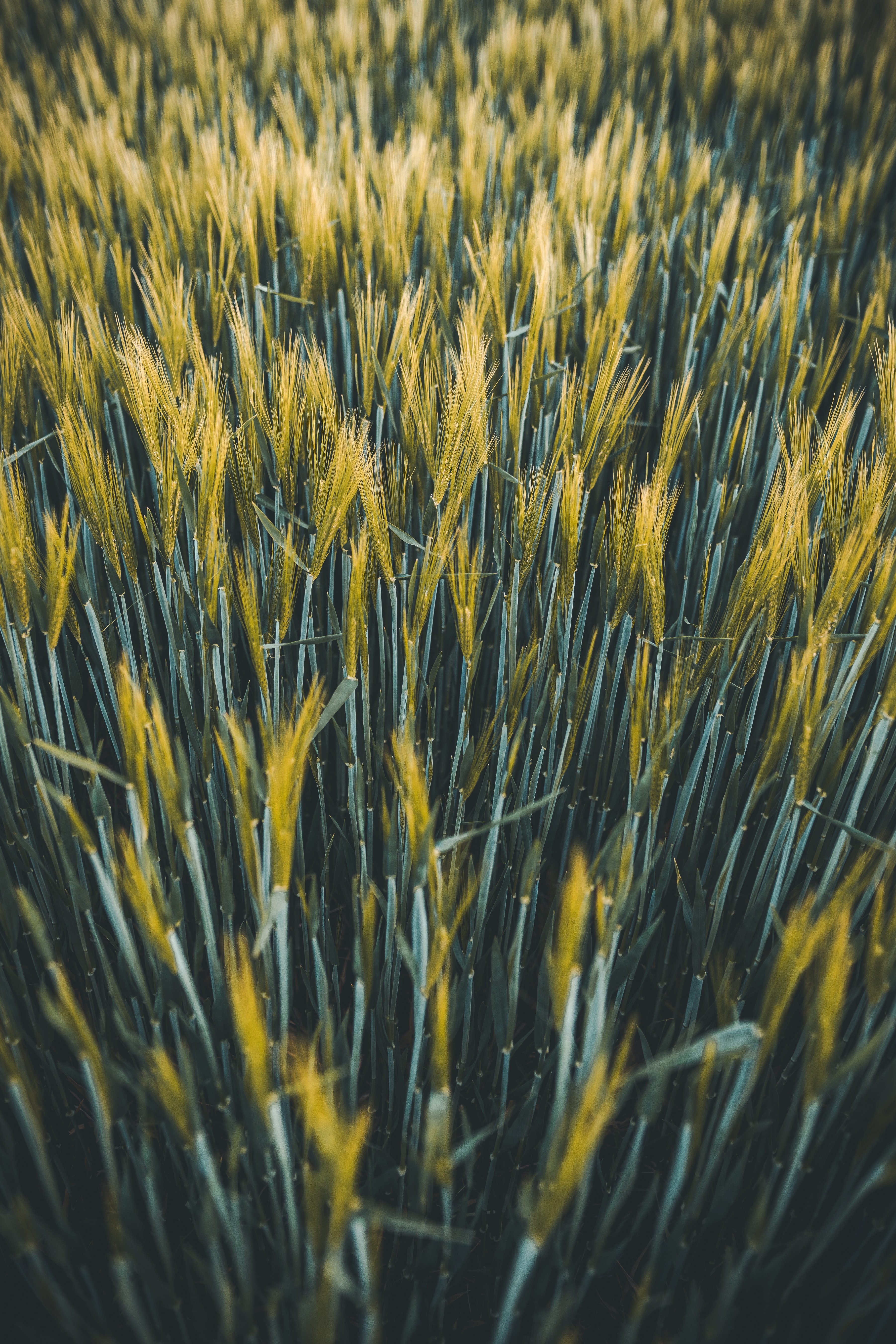 plants, nature, wheat, field, ears, spikes HD wallpaper