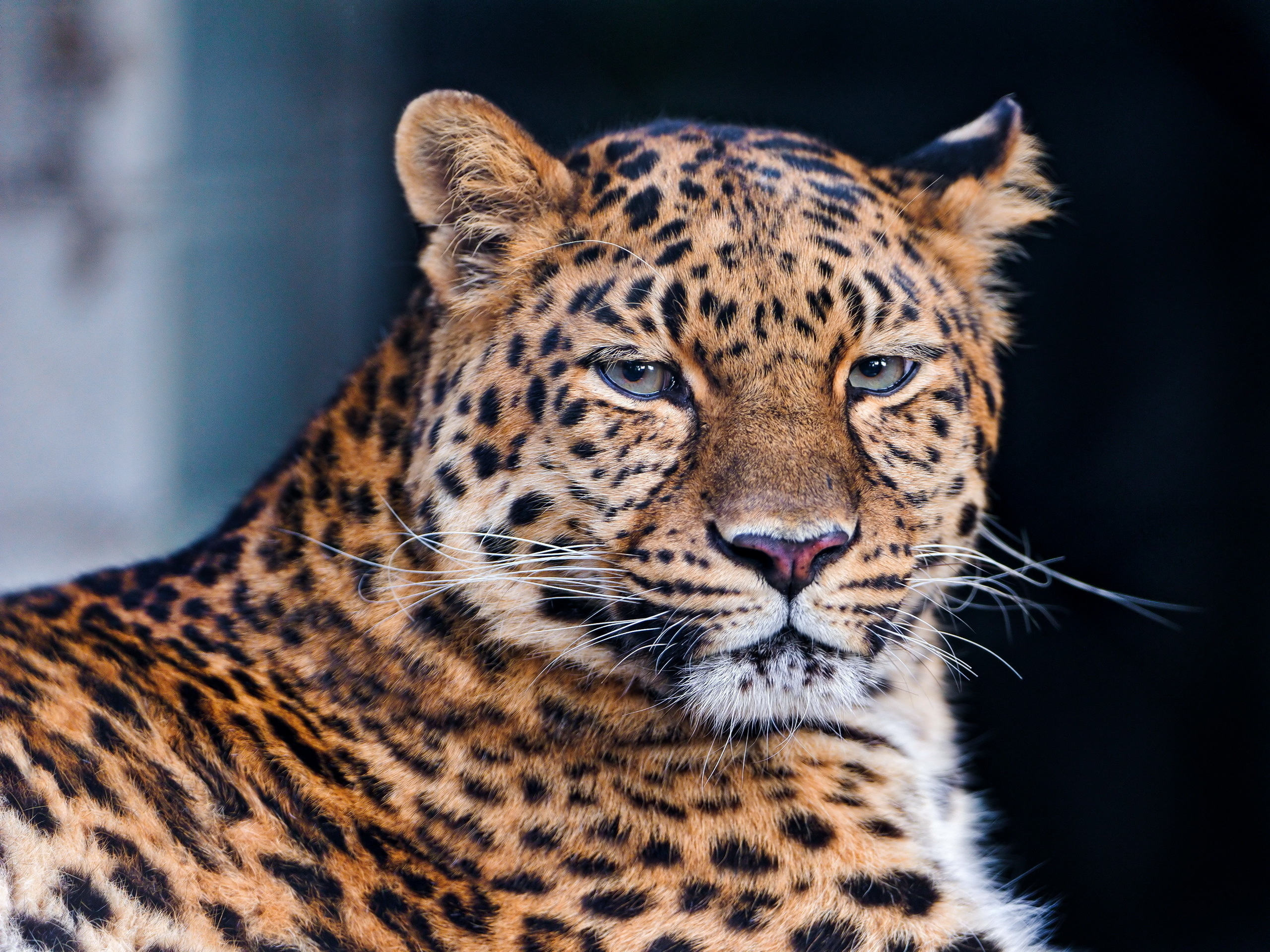 Free download wallpaper Cats, Leopard, Animal on your PC desktop