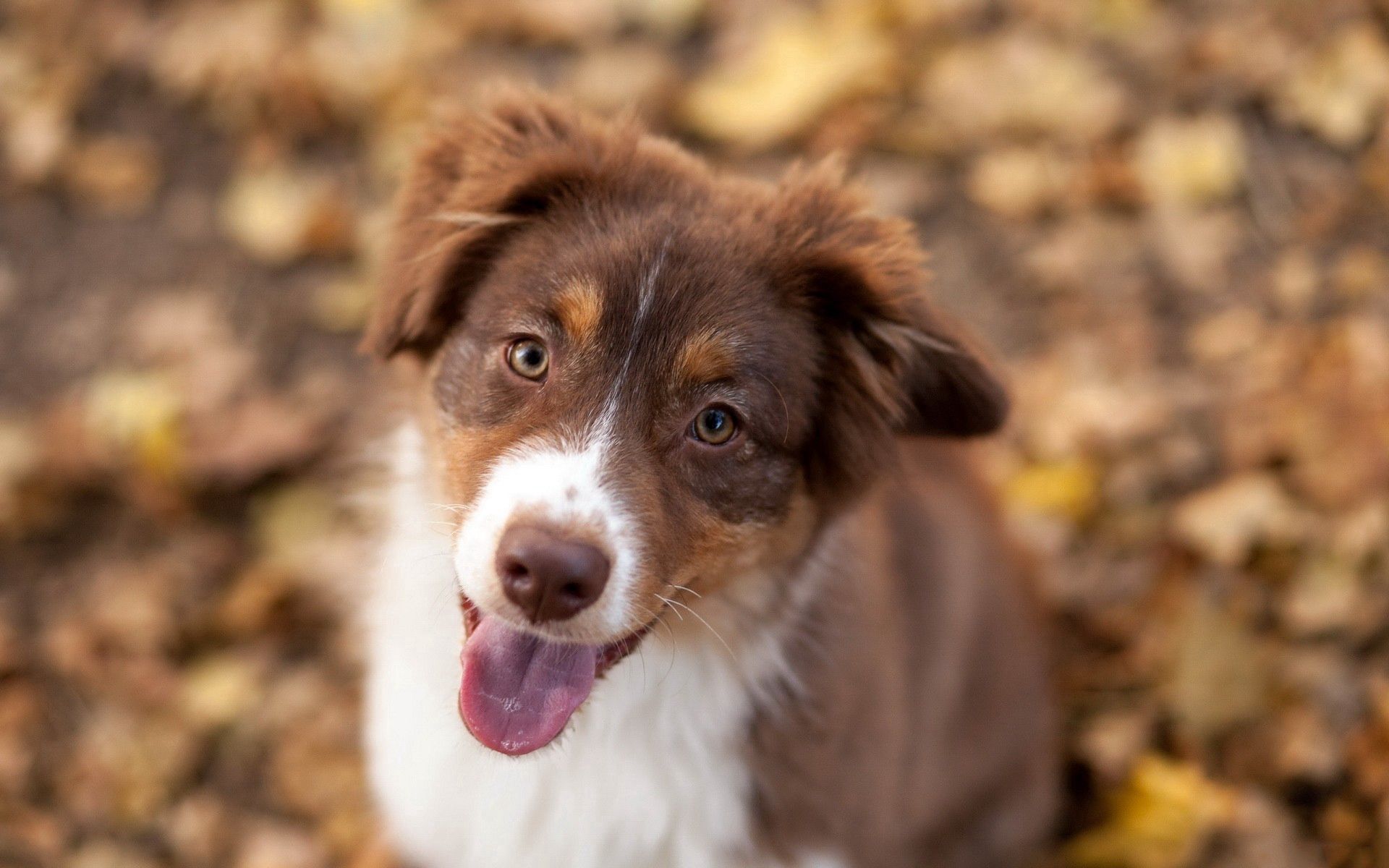 PCデスクトップに動物, 秋, 葉, 発見, むら, 視力, 意見, 犬画像を無料でダウンロード