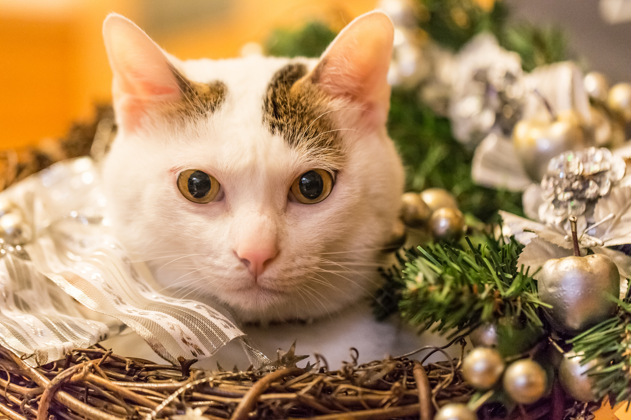 Download mobile wallpaper Cats, Cat, Muzzle, Christmas, Animal for free.