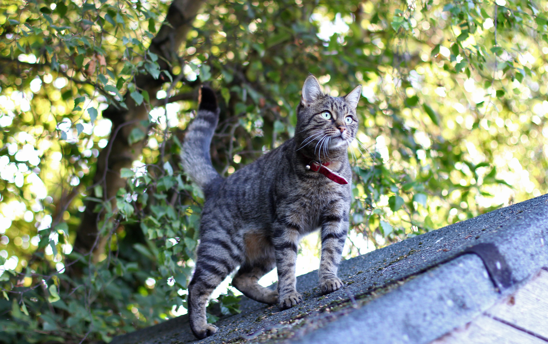 Baixar papel de parede para celular de Animais, Gato gratuito.