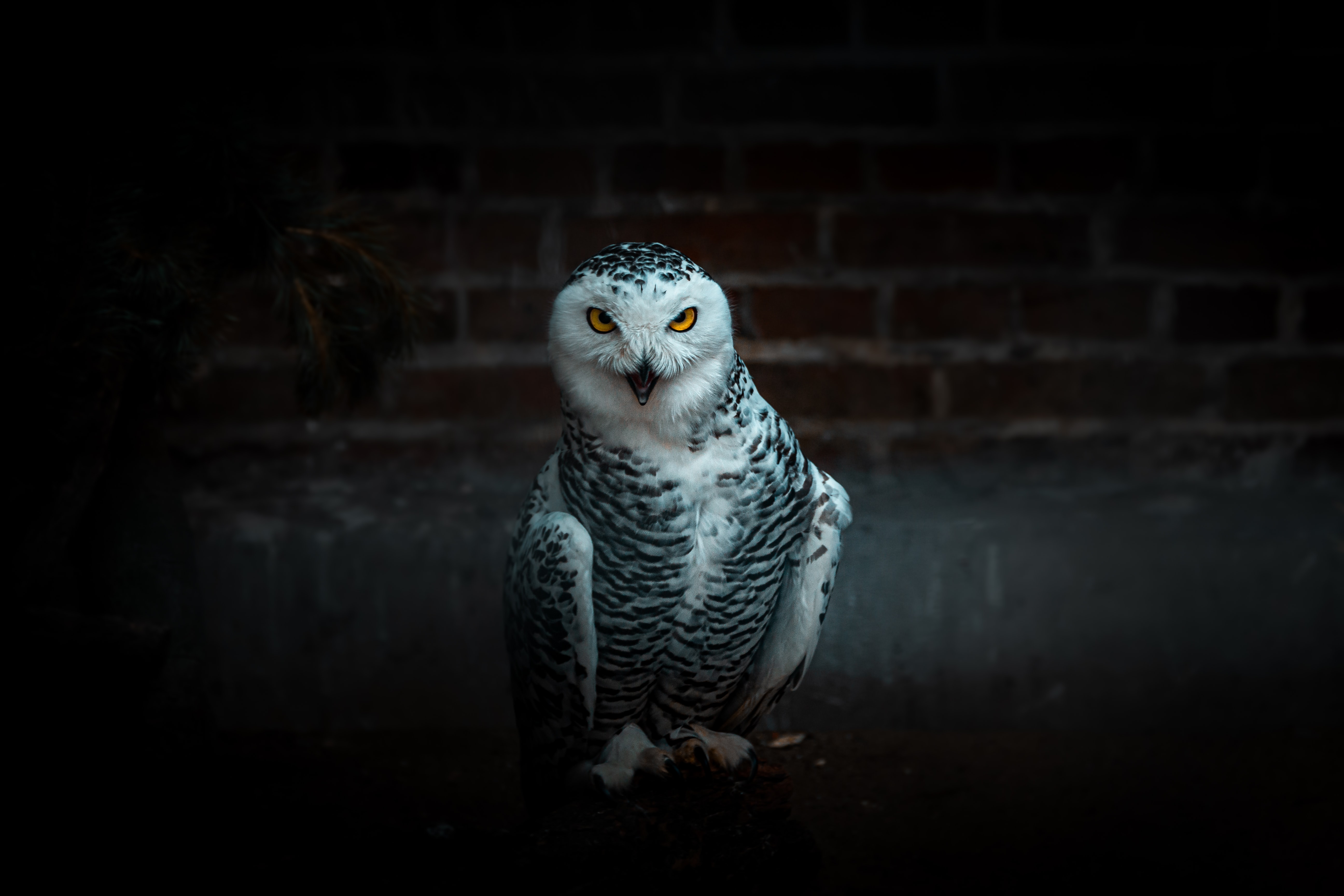 Free download wallpaper Bird, Predator, Animals, Owl, Funny on your PC desktop