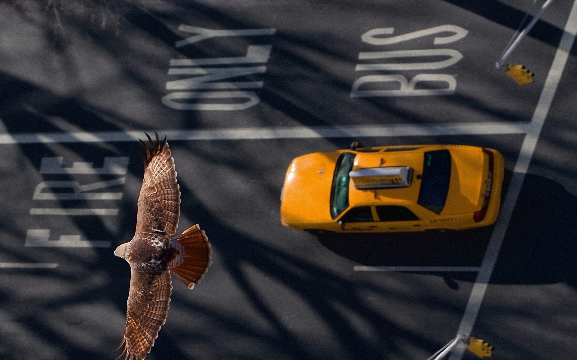 Téléchargez des papiers peints mobile Animaux, Aigle, Des Oiseaux gratuitement.