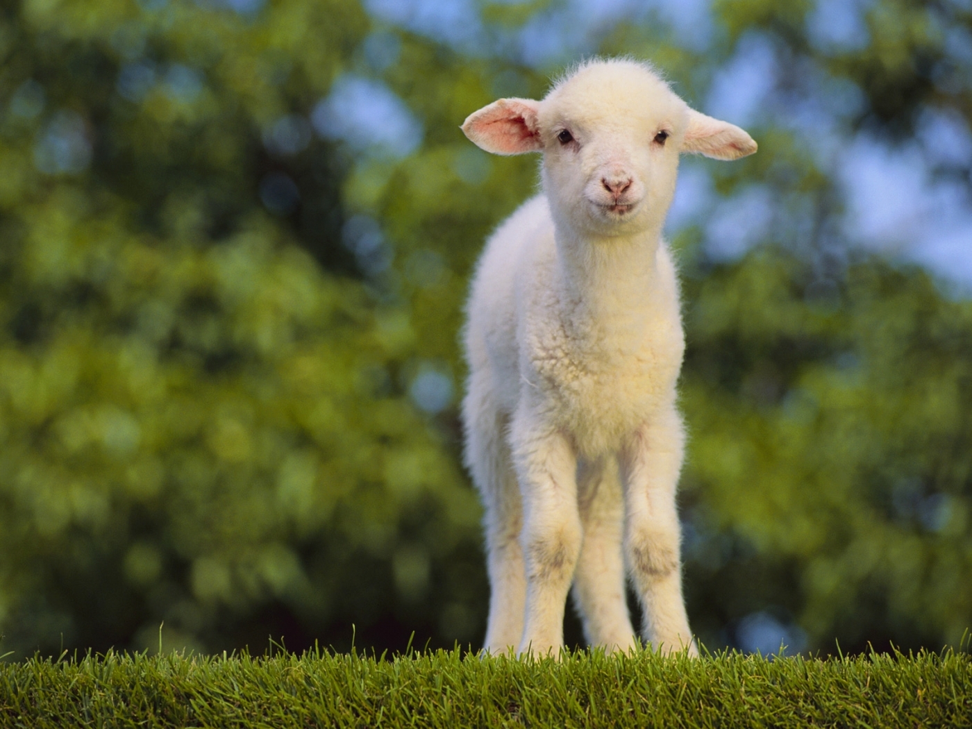 Laden Sie das Grass, Tiere-Bild kostenlos auf Ihren PC-Desktop herunter