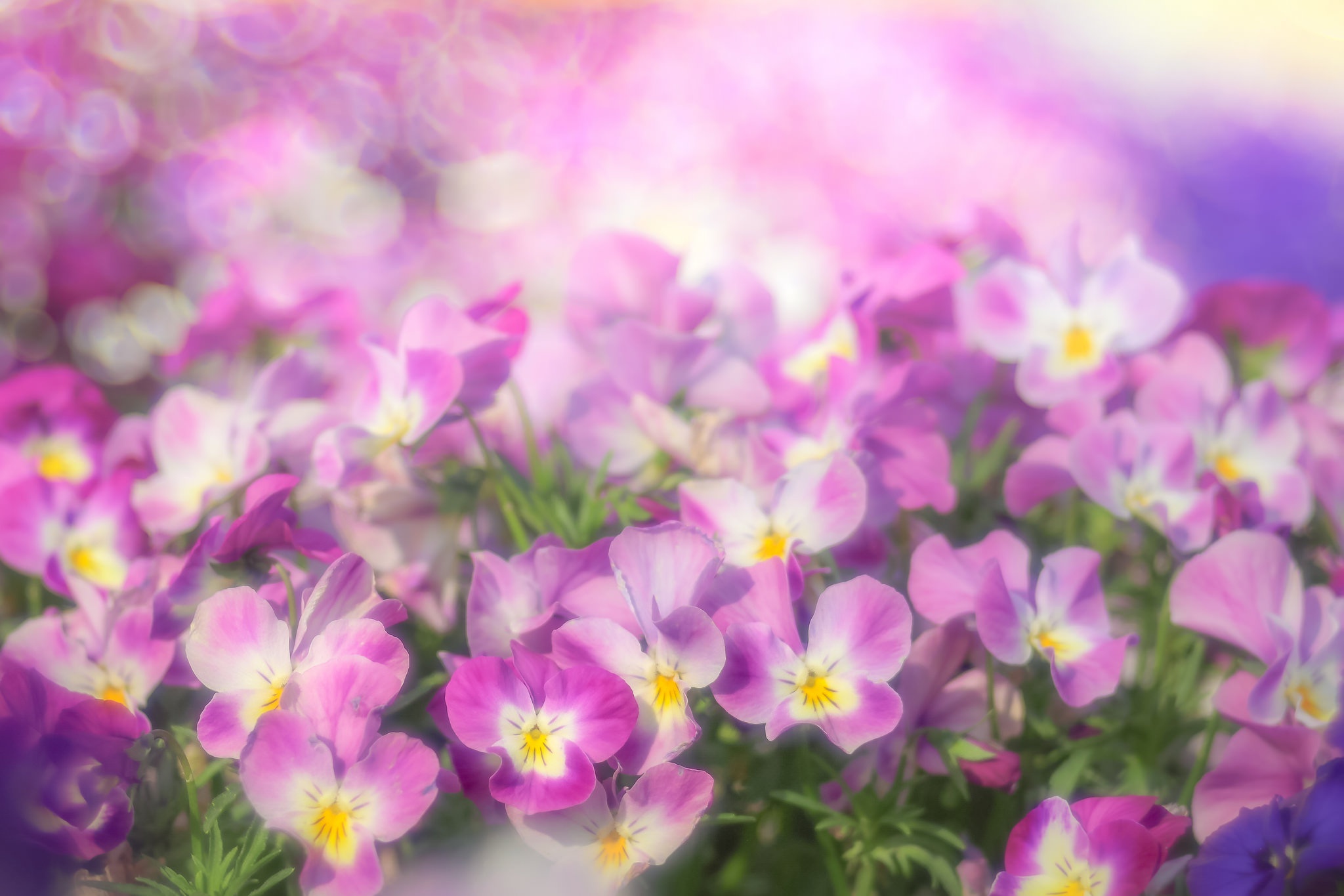 Descarga gratis la imagen Naturaleza, Flores, Flor, Flor Rosa, De Cerca, Tierra/naturaleza en el escritorio de tu PC