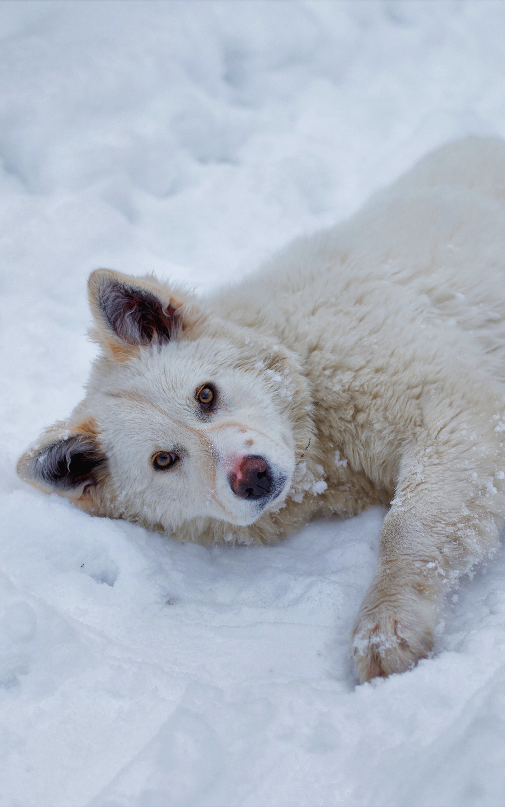 Free download wallpaper Dogs, Dog, Animal, Lying Down on your PC desktop