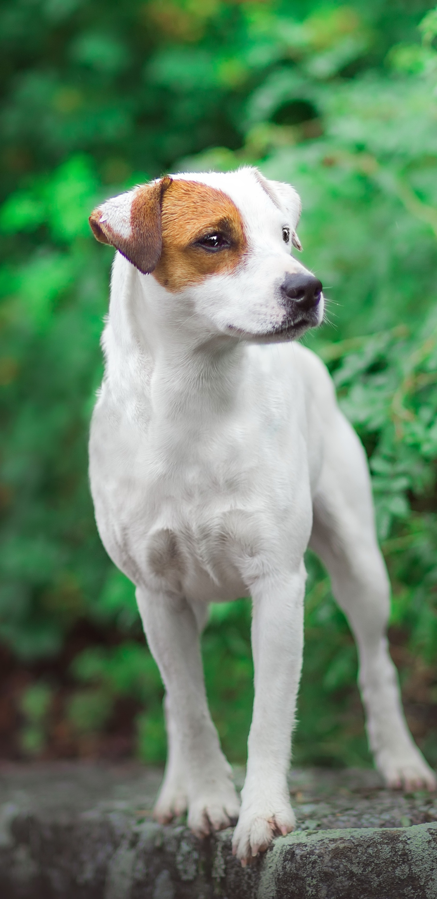 Download mobile wallpaper Dogs, Dog, Animal, Terrier, Jack Russell Terrier for free.