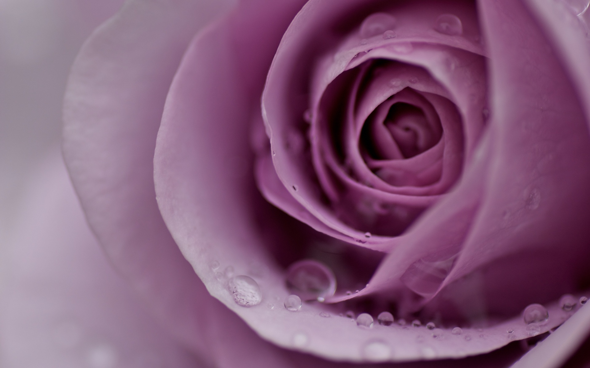 Free download wallpaper Flowers, Roses, Violet, Plants on your PC desktop