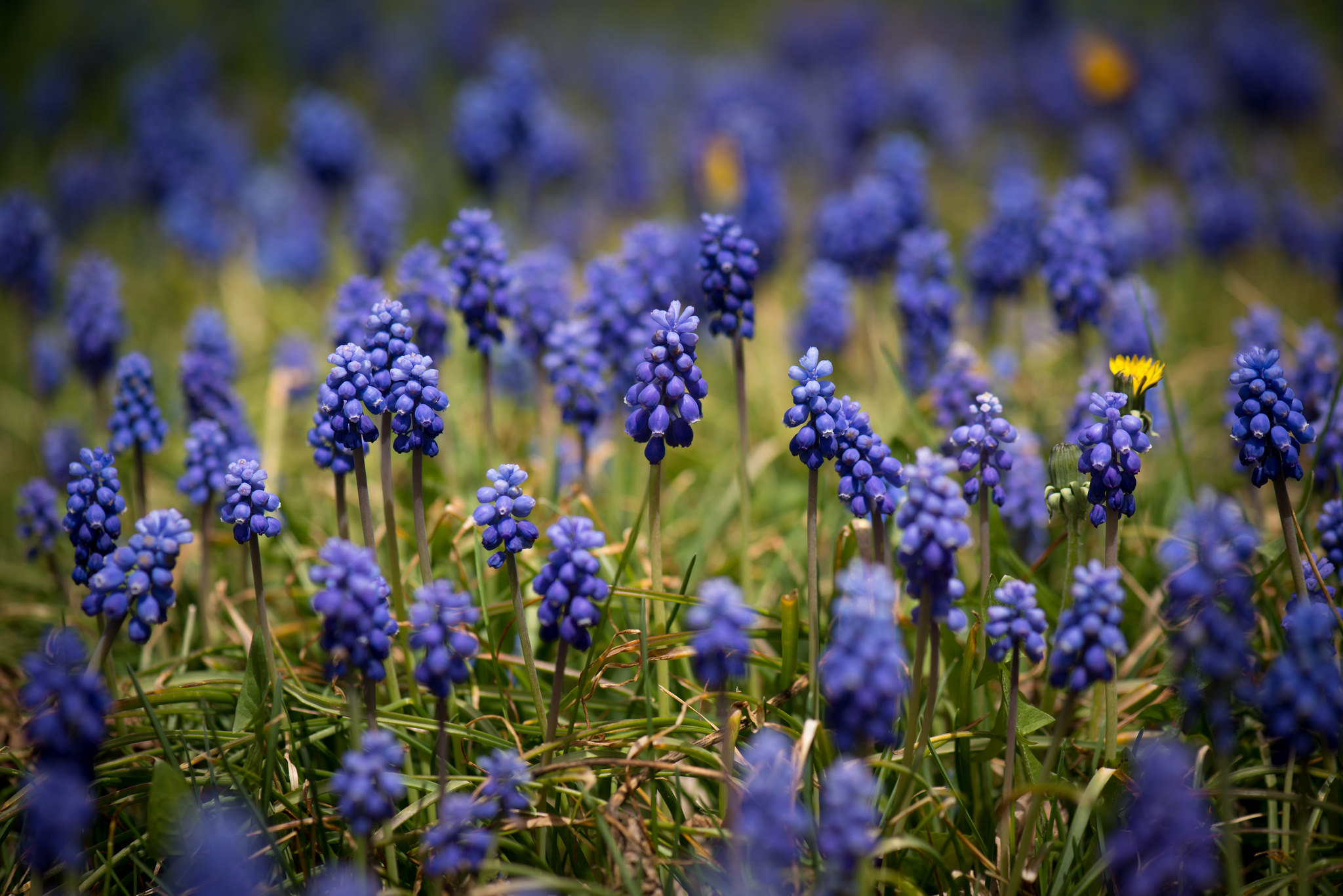 Download mobile wallpaper Nature, Flowers, Hyacinth, Flower, Blur, Close Up, Earth, Blue Flower for free.