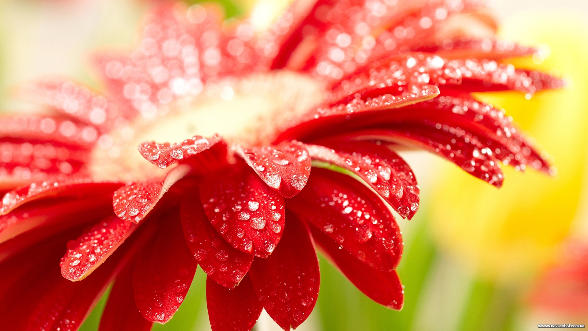 Laden Sie das Blumen, Pflanzen, Wasser, Drops-Bild kostenlos auf Ihren PC-Desktop herunter