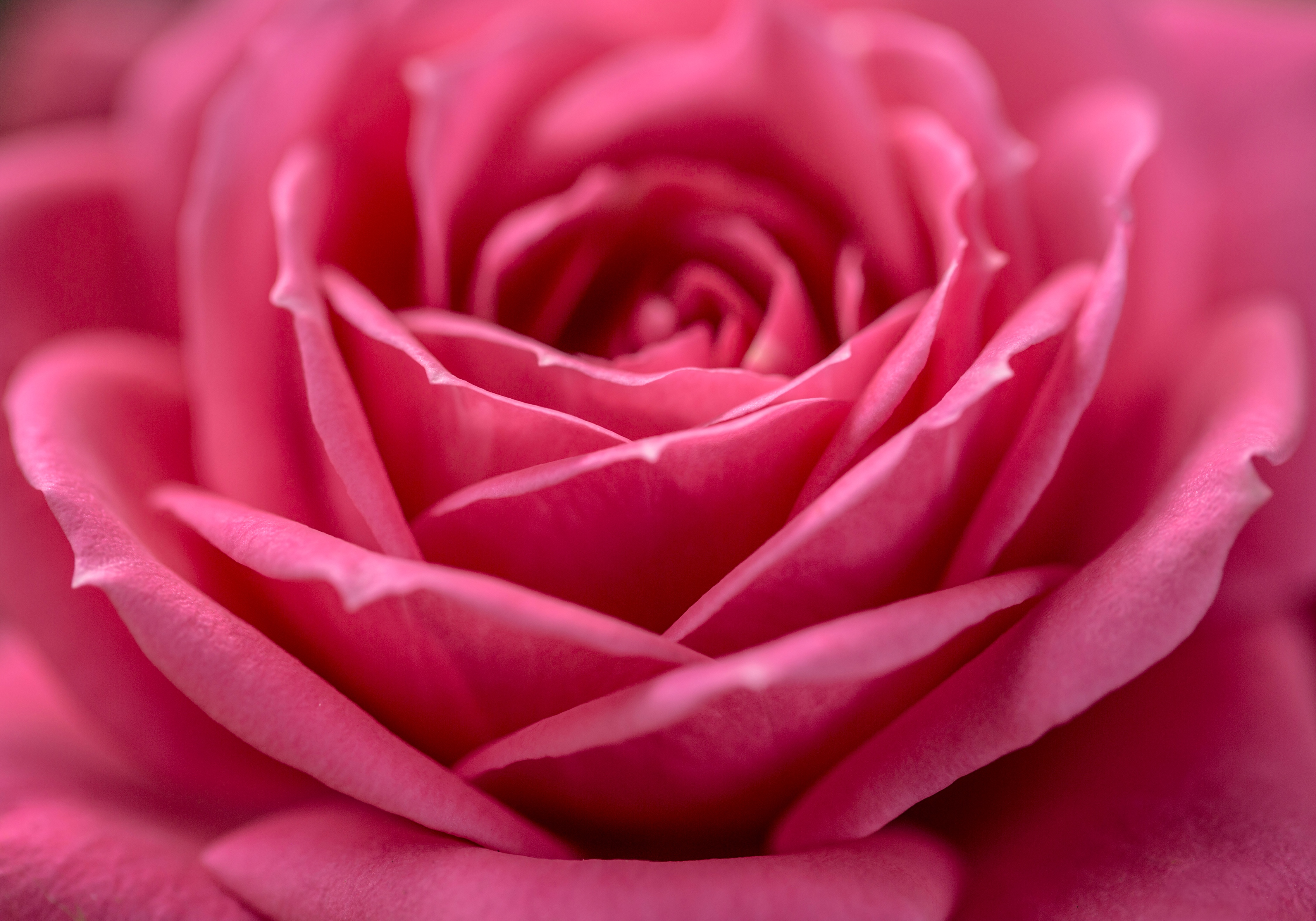 Download mobile wallpaper Flowers, Flower, Macro, Rose, Earth, Pink Flower for free.