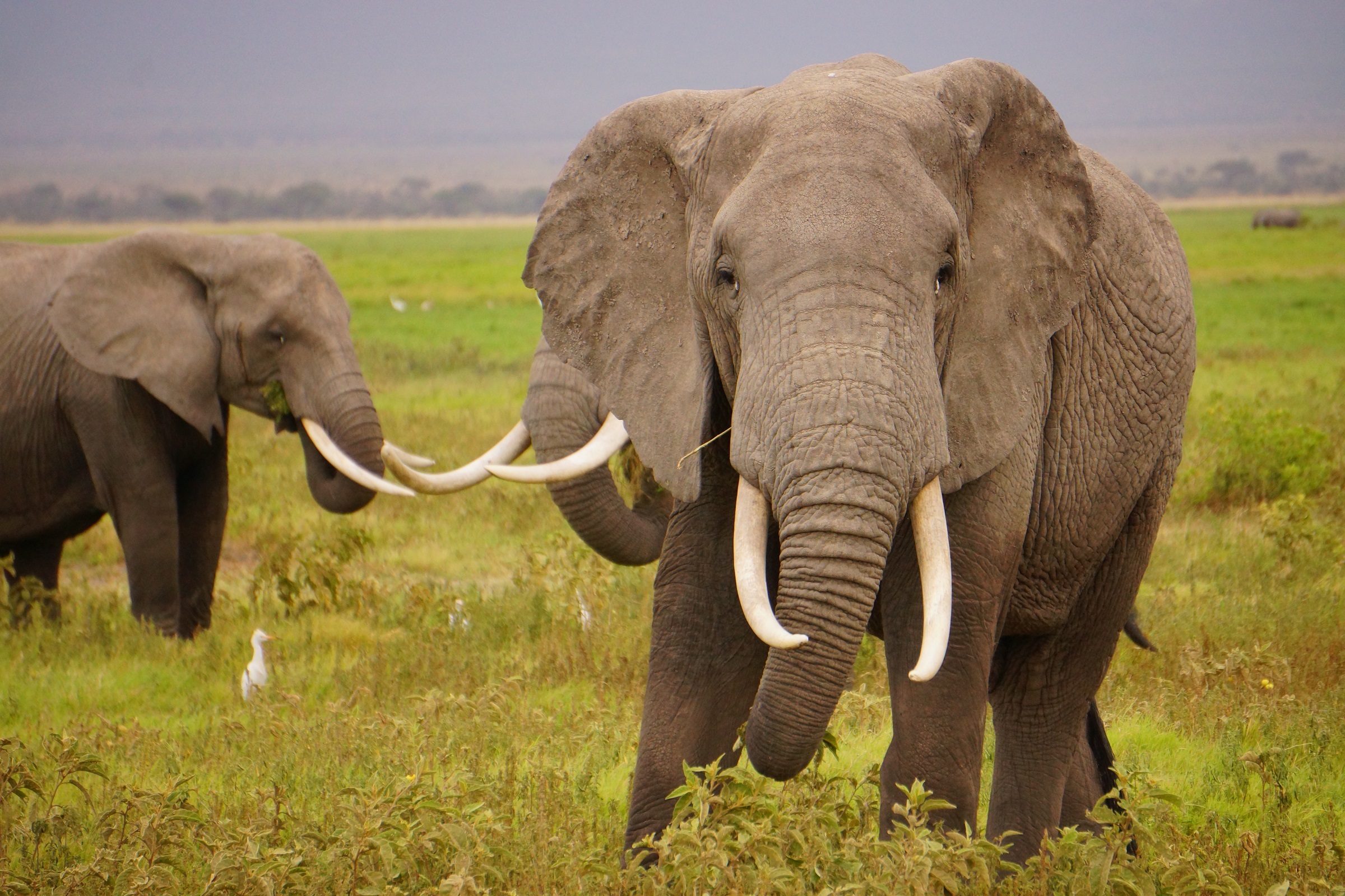393664 скачать обои бивень, слоны, животные, африканский слон, млекопитающее - заставки и картинки бесплатно