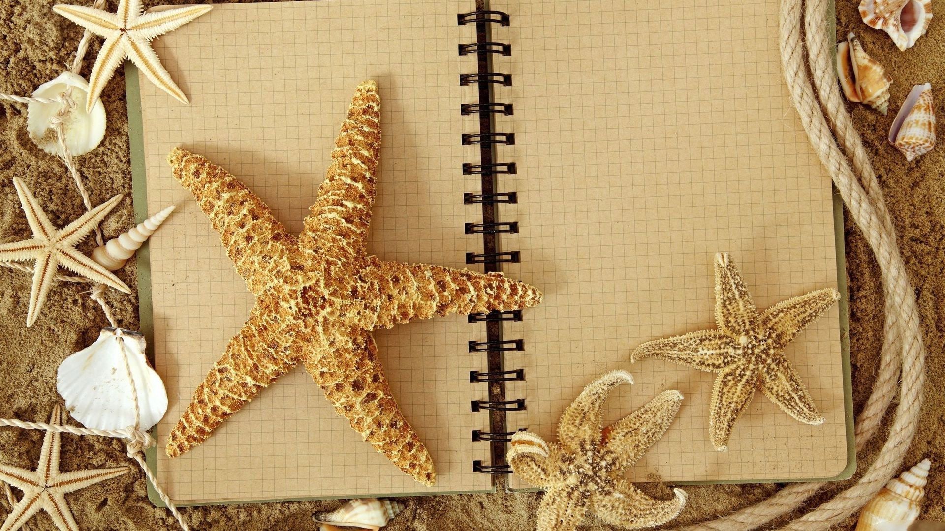 Free download wallpaper Starfish, Animal on your PC desktop
