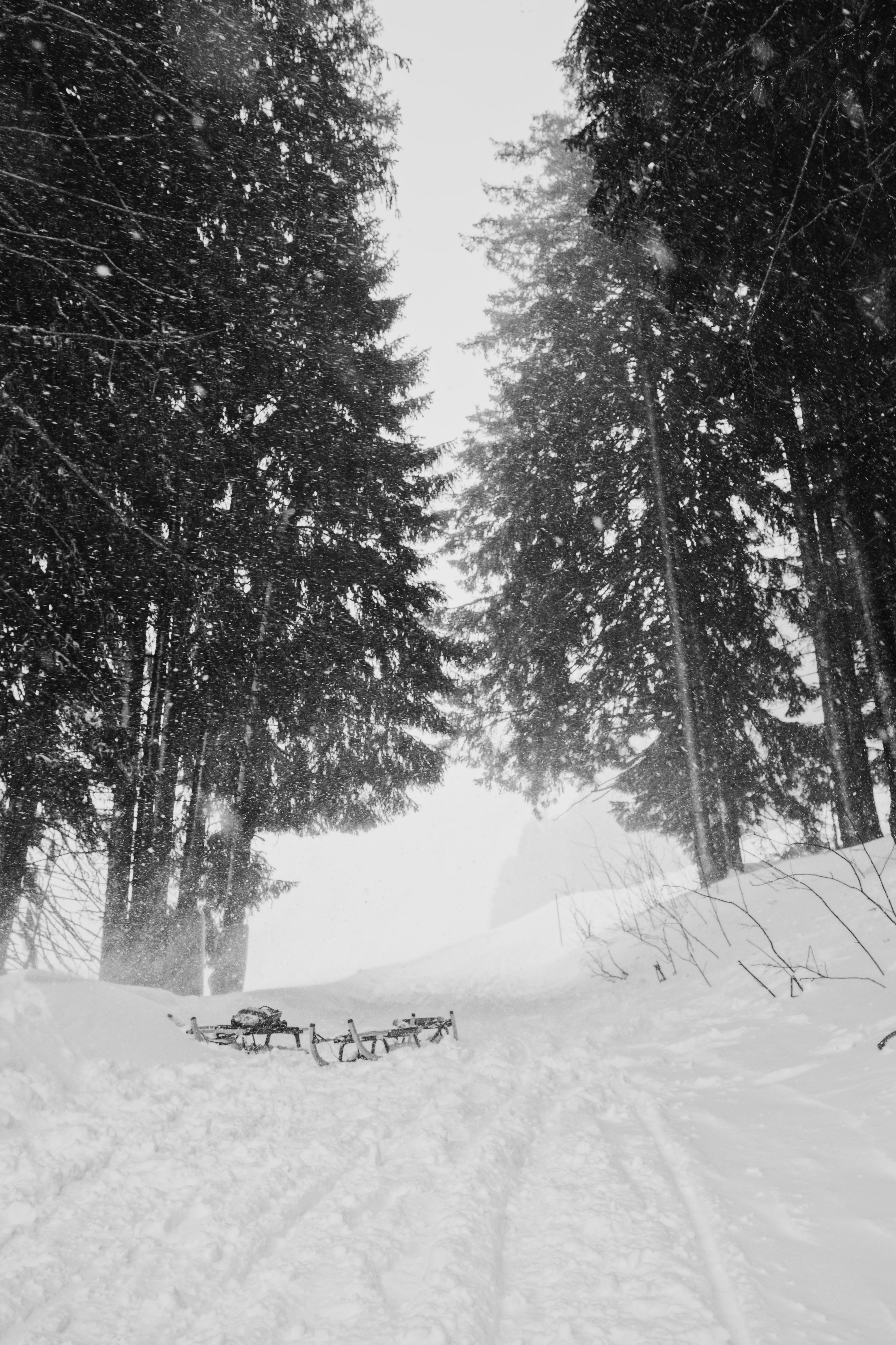 sled, winter, nature, trees, snow, sledge