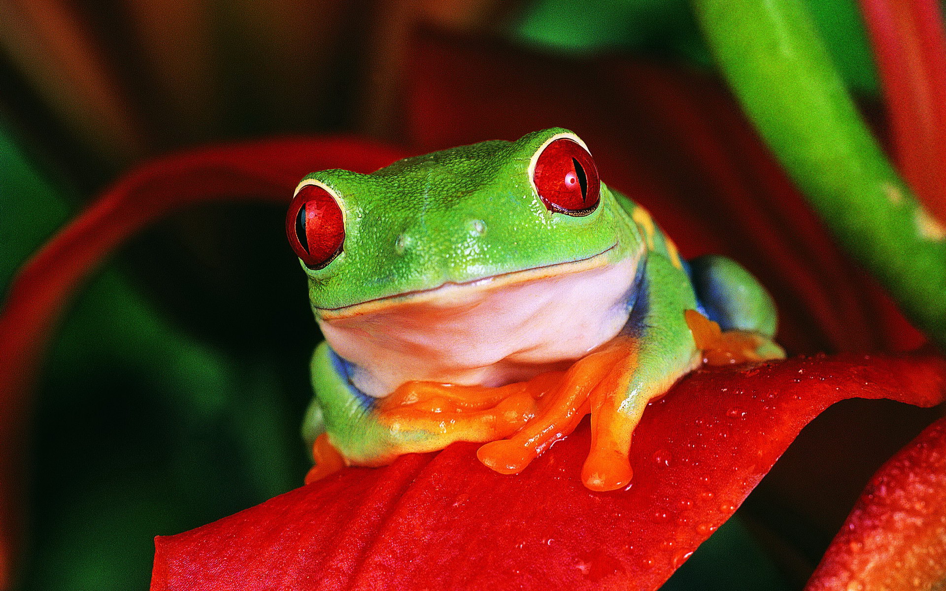 animal, red eyed tree frog, frog, frogs