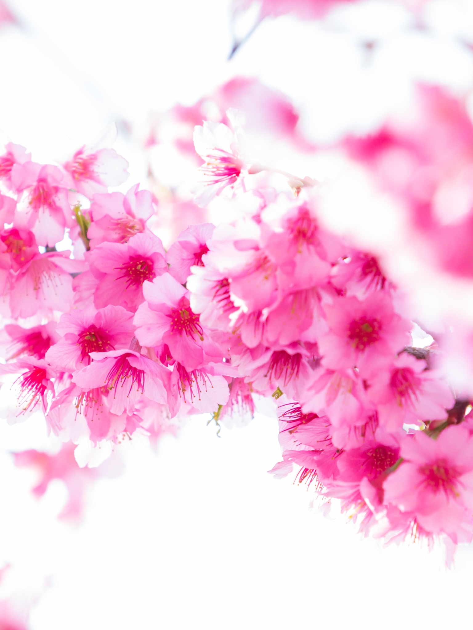 Скачать картинку Сакура, Весна, Цветущие, Цвести, Земля/природа, Розовый Цветок в телефон бесплатно.