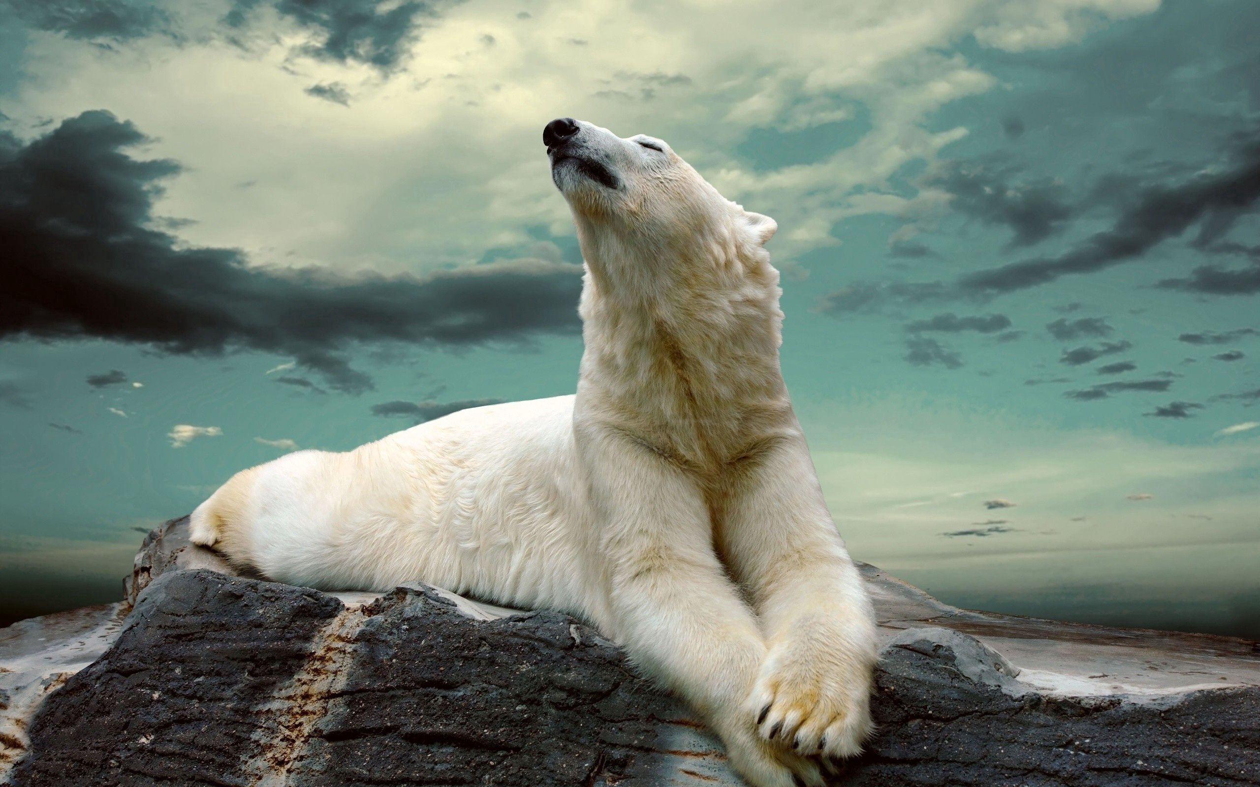 animals, to lie down, lie, fat, thick, polar bear Desktop home screen Wallpaper