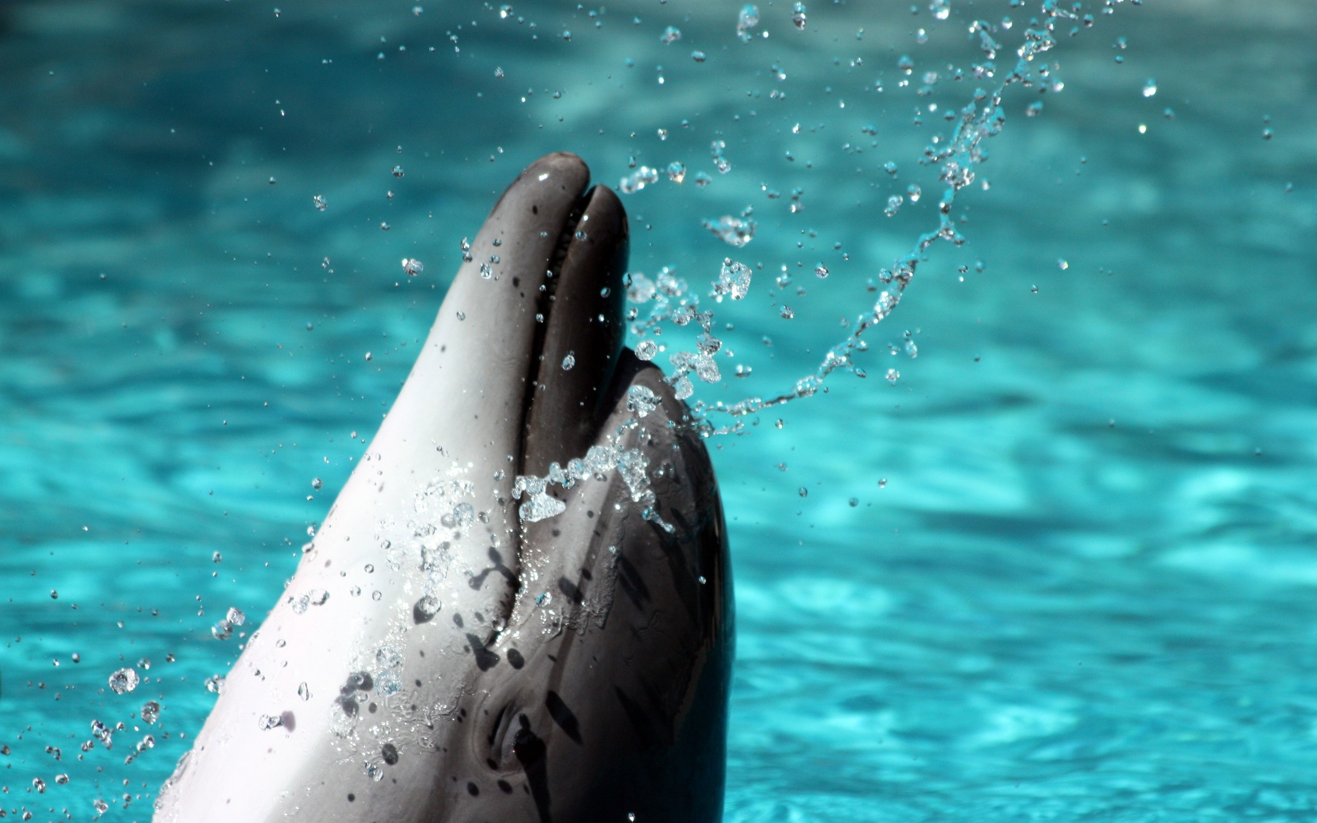 227623 descargar fondo de pantalla animales, delfin: protectores de pantalla e imágenes gratis
