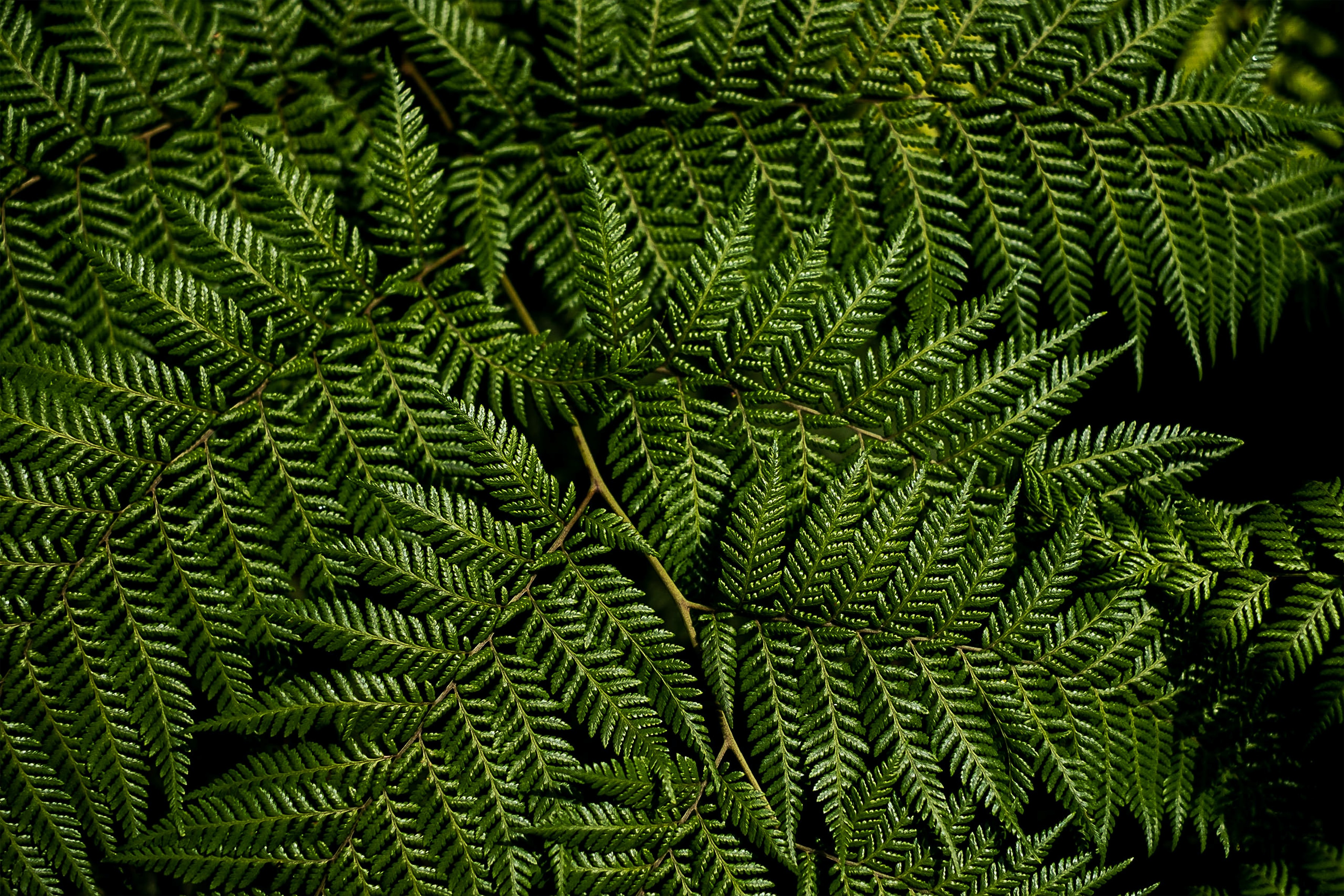 Free download wallpaper Branches, Macro, Nature, Leaves, Fern on your PC desktop