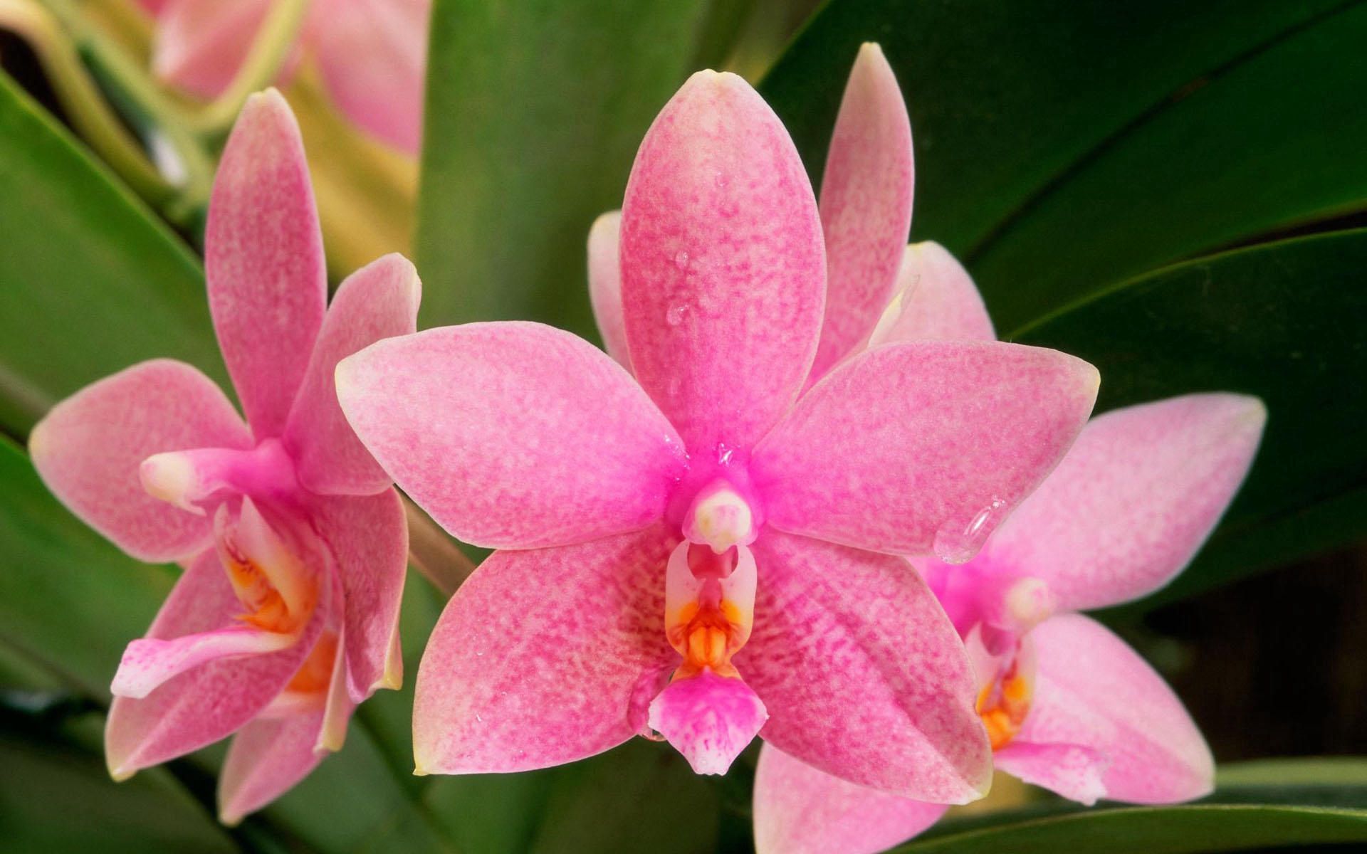 Free download wallpaper Flower, Macro, Color, Points, Point, Orchid on your PC desktop