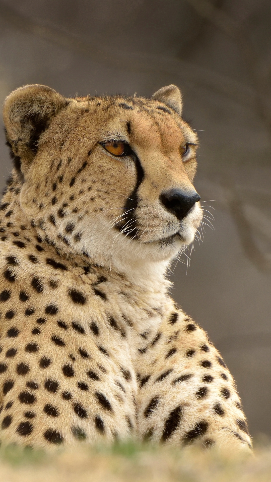 Download mobile wallpaper Cats, Cheetah, Animal for free.