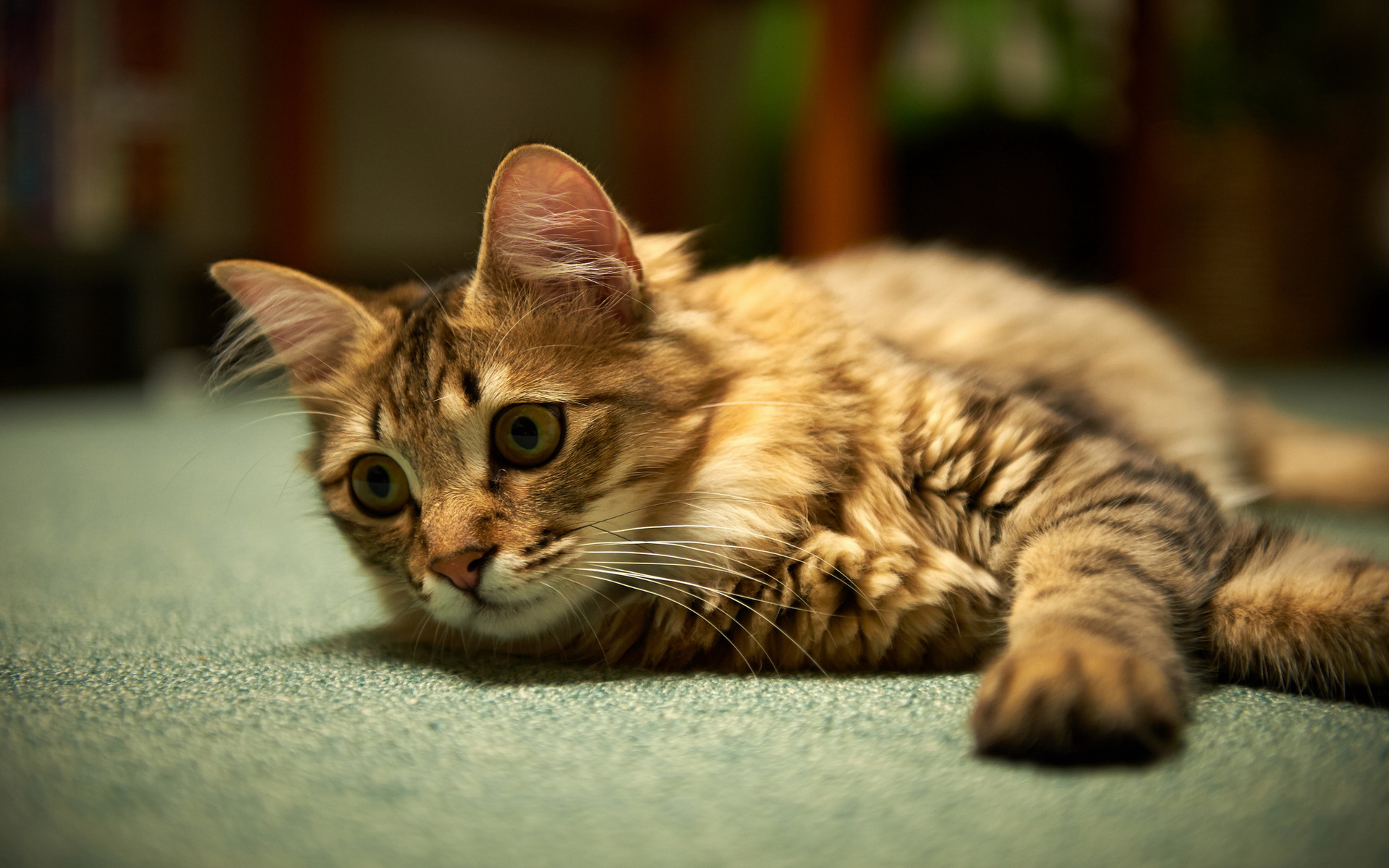 Baixe gratuitamente a imagem Animais, Gatos, Gato na área de trabalho do seu PC