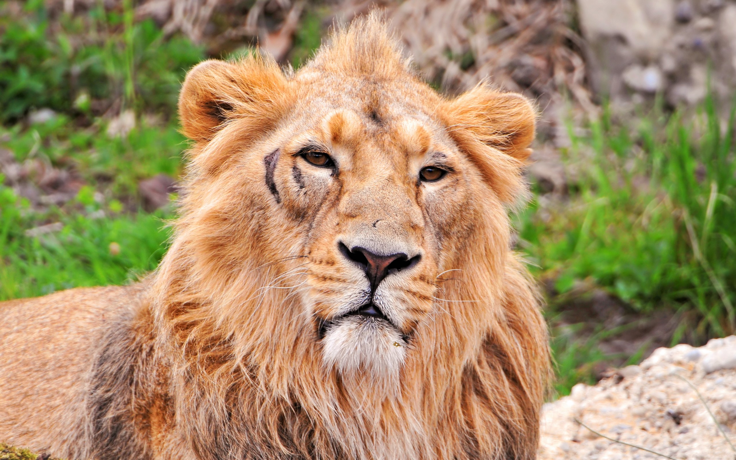 無料モバイル壁紙動物, ライオン, 猫, 傷跡をダウンロードします。
