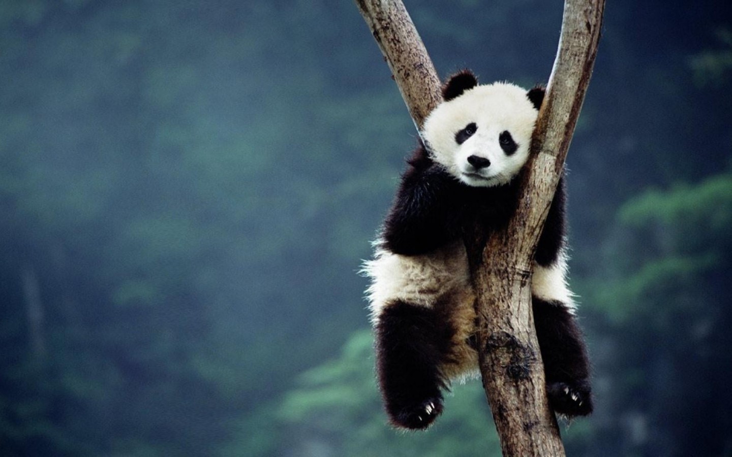 23040 Bild herunterladen tiere, pandas - Hintergrundbilder und Bildschirmschoner kostenlos