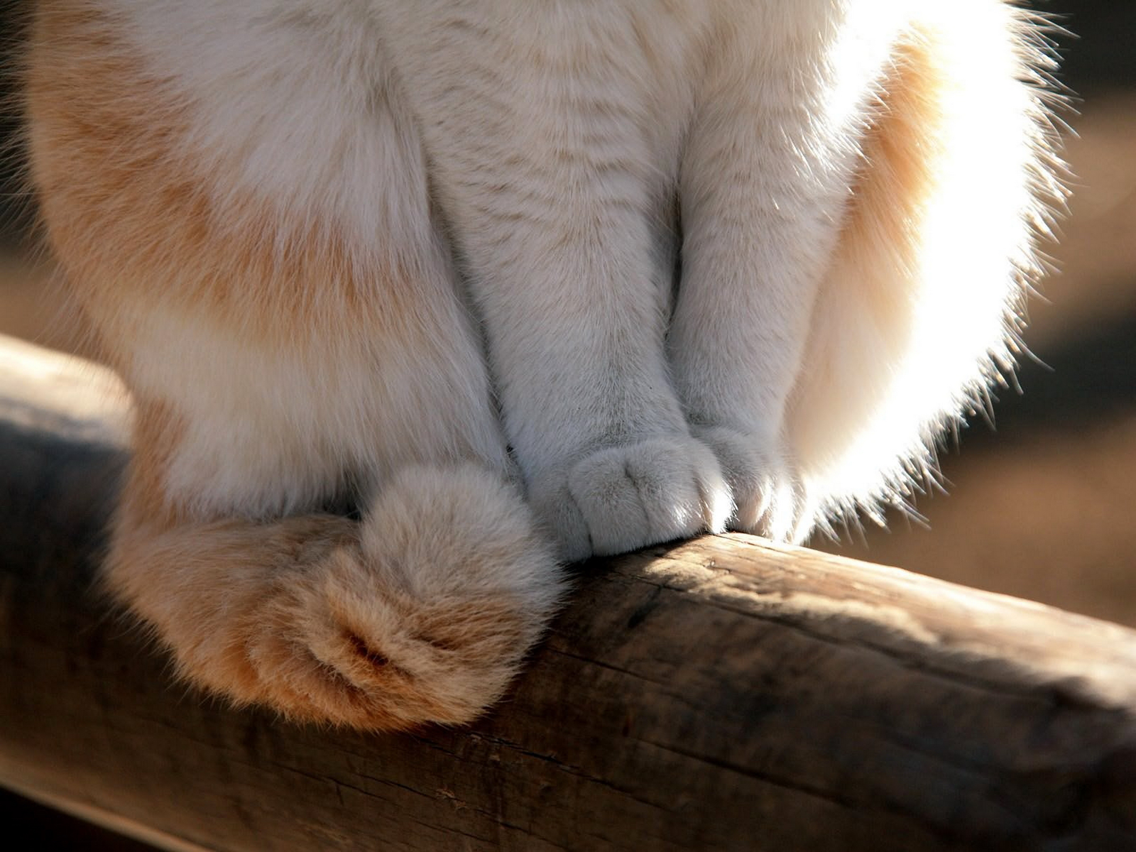 Handy-Wallpaper Tiere, Katzen, Katze kostenlos herunterladen.