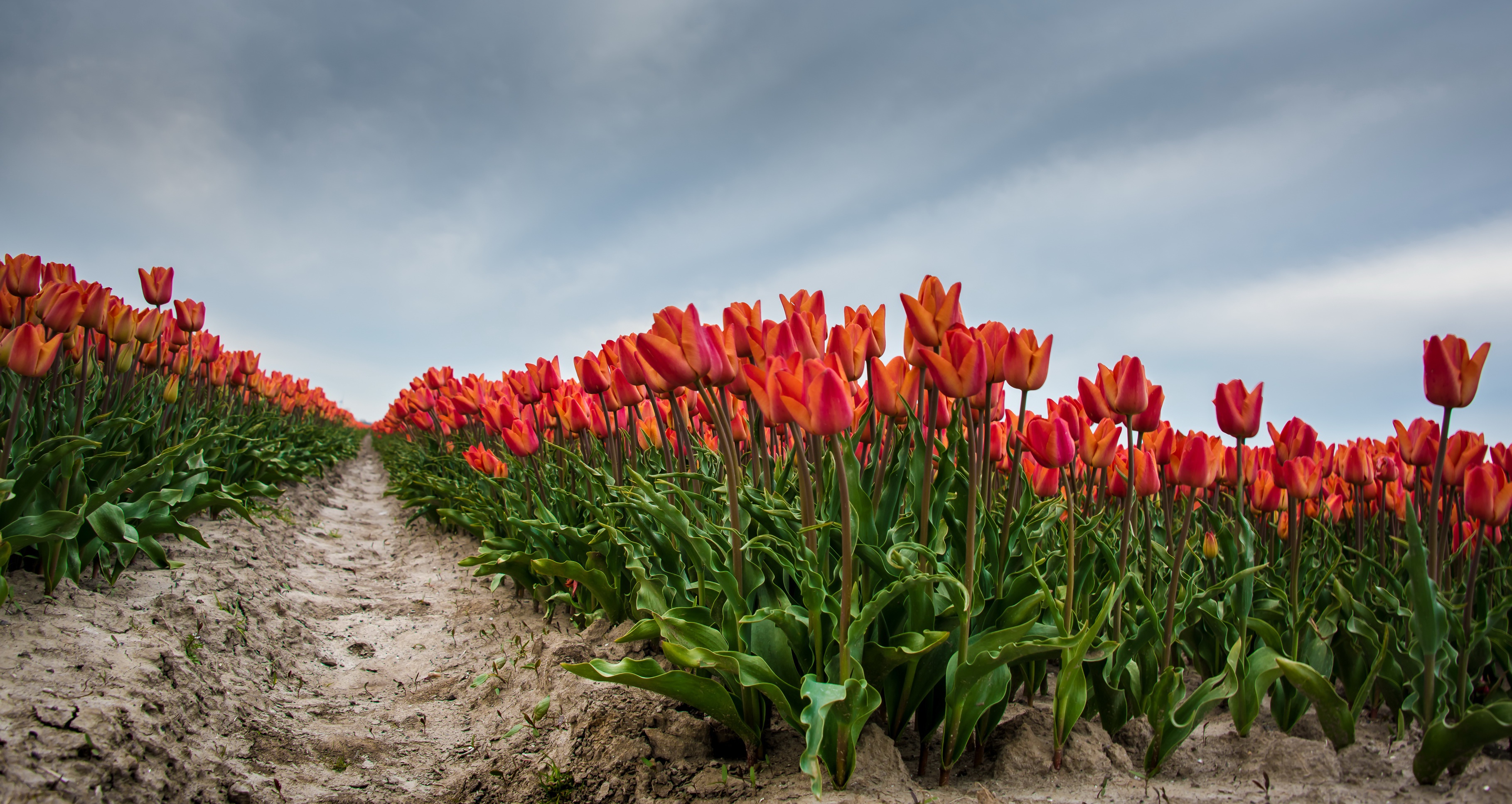 Download mobile wallpaper Nature, Flowers, Flower, Earth, Field, Tulip for free.