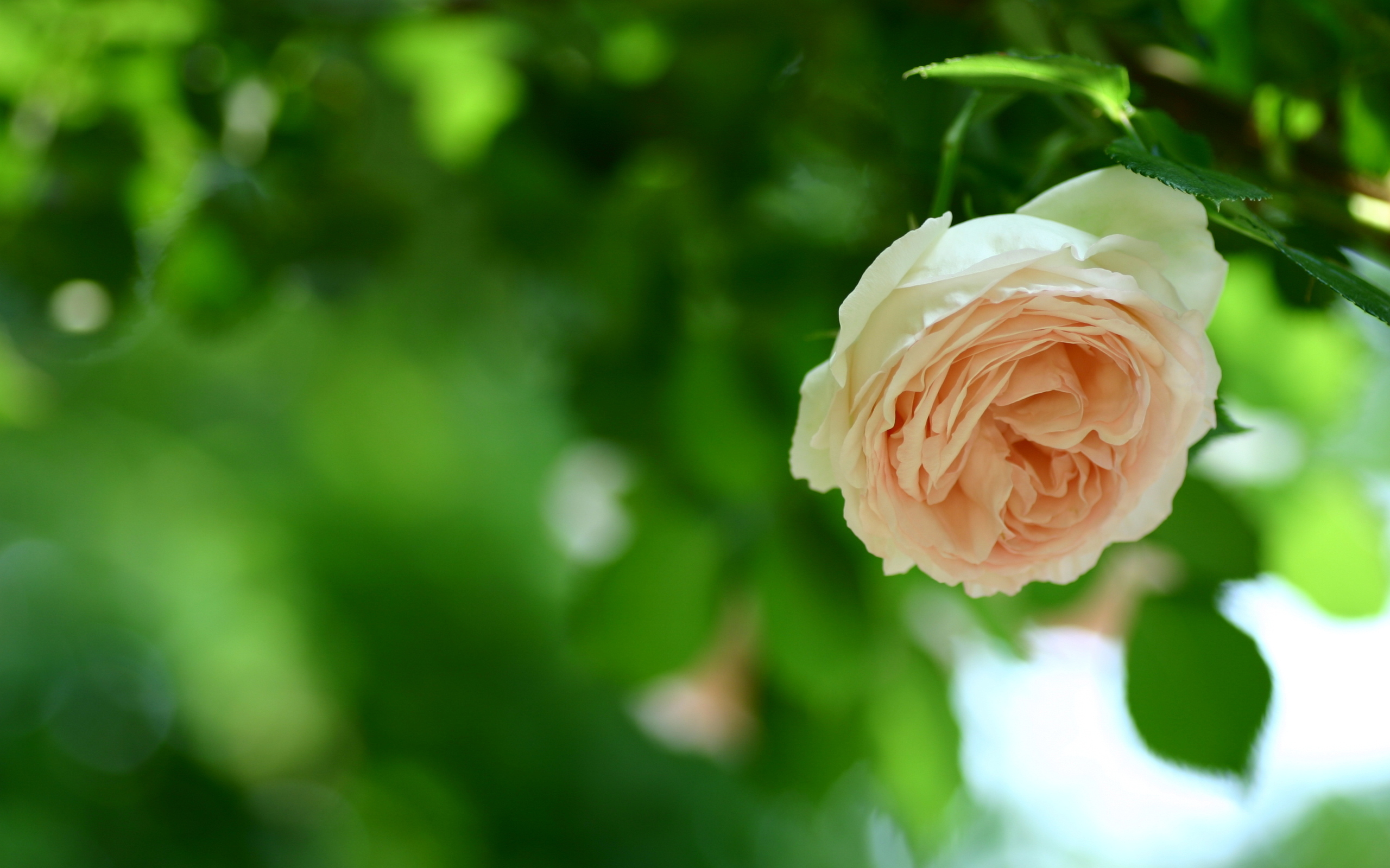 Téléchargez gratuitement l'image Fleurs, Rose, Terre/nature sur le bureau de votre PC