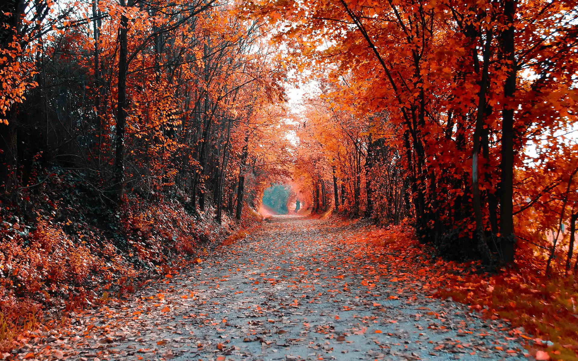 Descarga gratuita de fondo de pantalla para móvil de Otoño, Tierra/naturaleza.