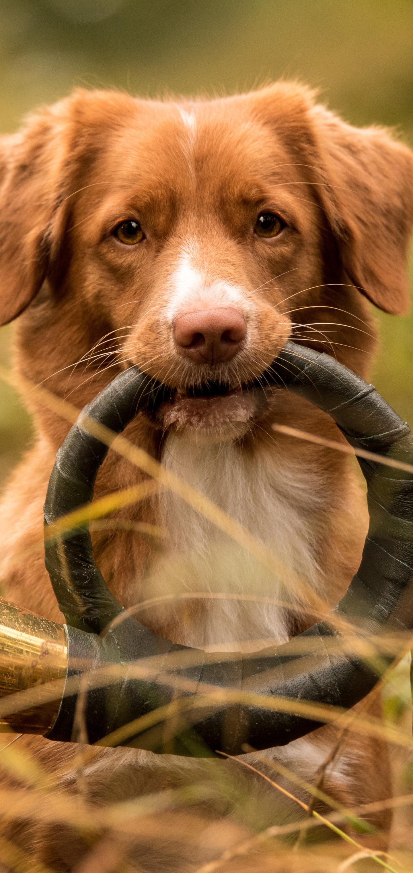 PCデスクトップに動物, 犬, ノバスコシア ダック トーリング レトリバー画像を無料でダウンロード
