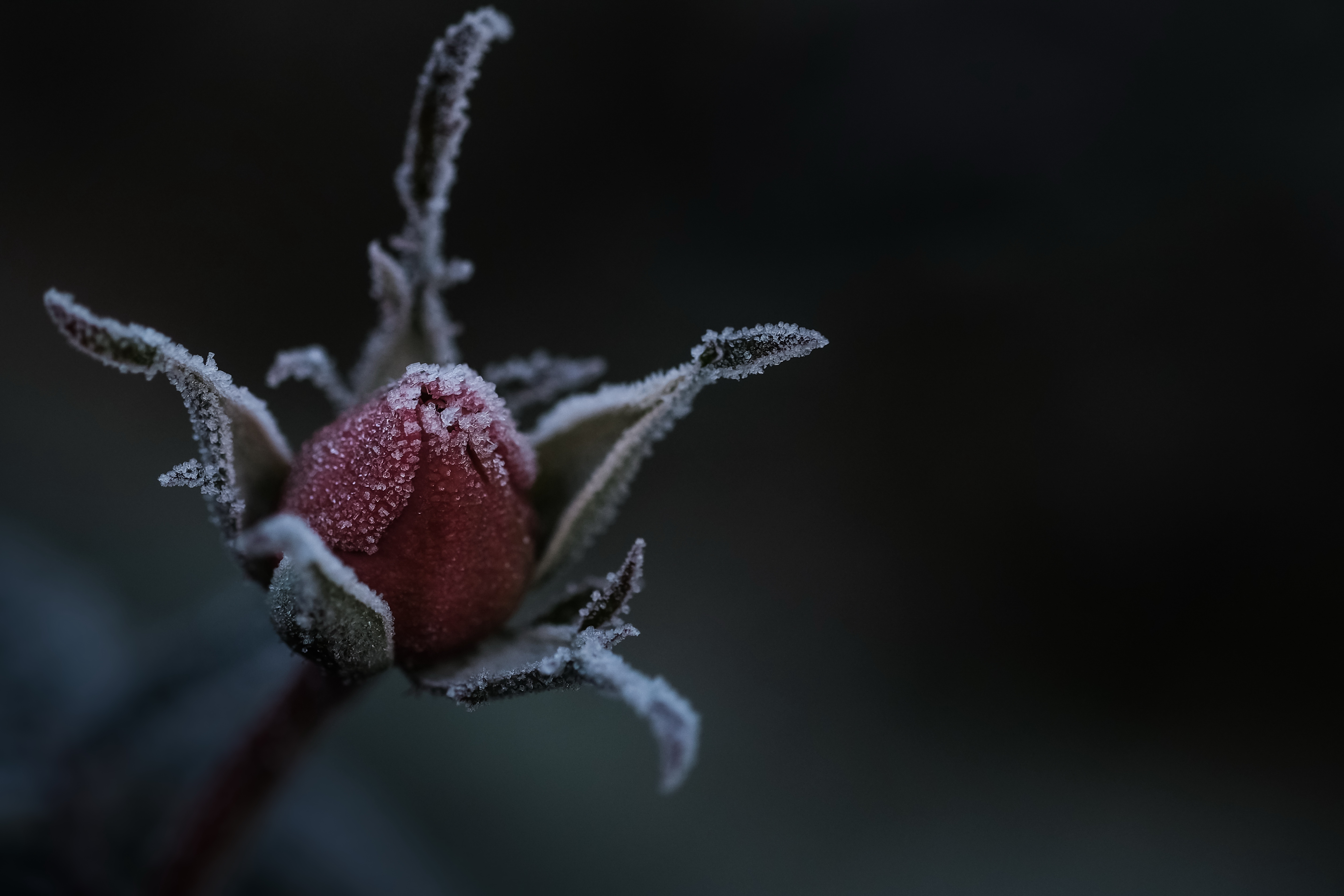 Téléchargez gratuitement l'image Fleurs, Rose, Terre/nature sur le bureau de votre PC