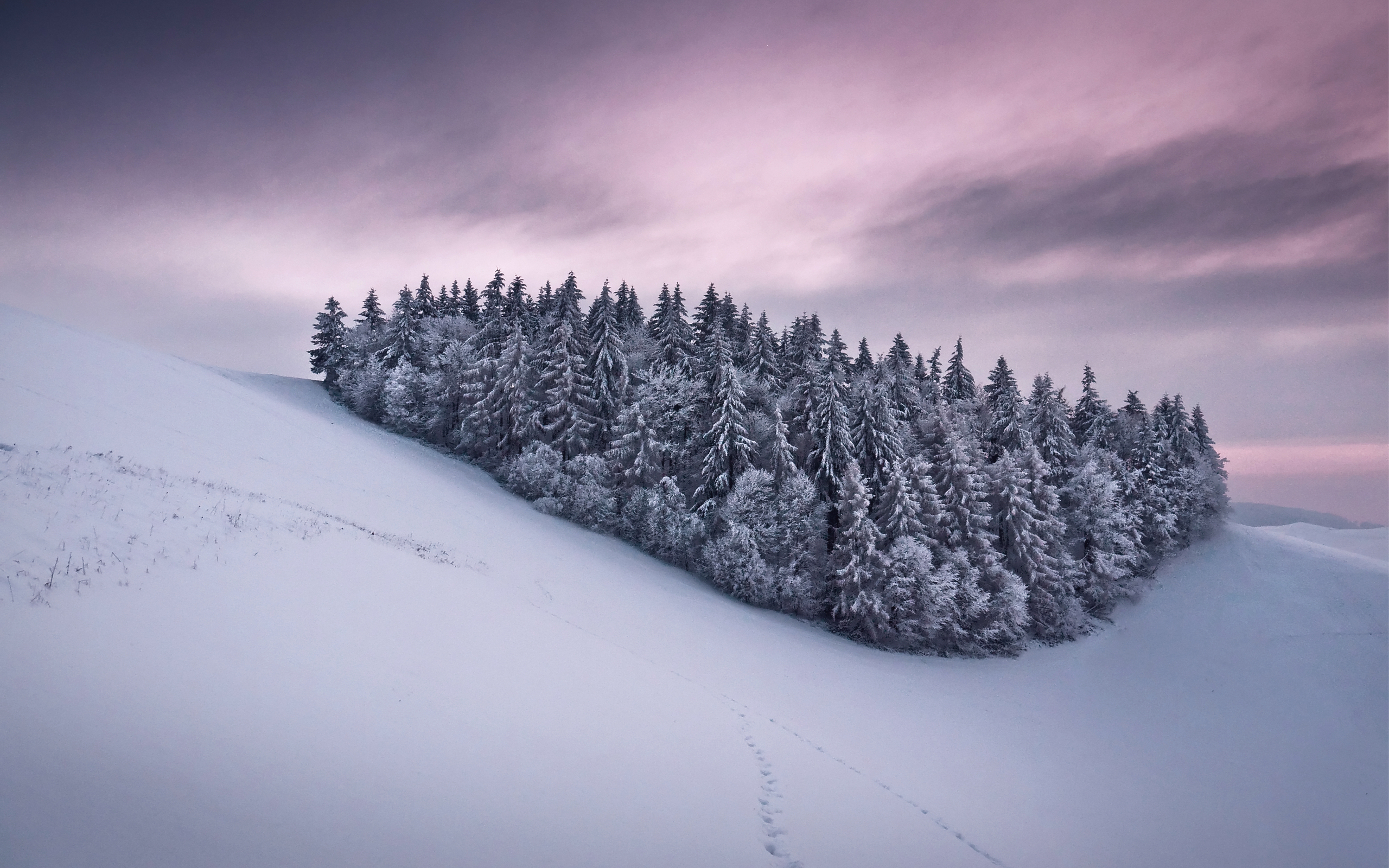 Скачать картинку Снег, Зима, Лес, Дерево, Земля/природа в телефон бесплатно.