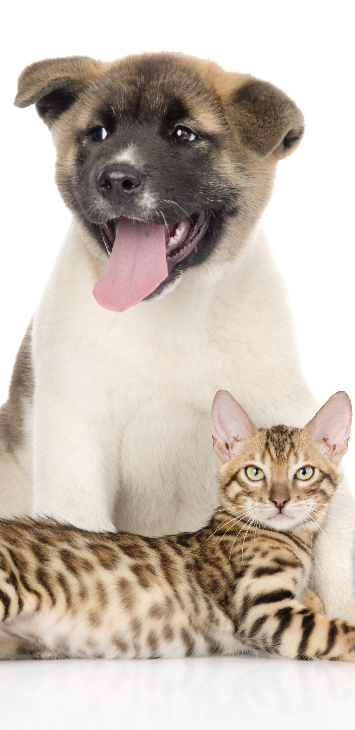 Descarga gratuita de fondo de pantalla para móvil de Animales, Gato, Perro, Perro Y Gato.