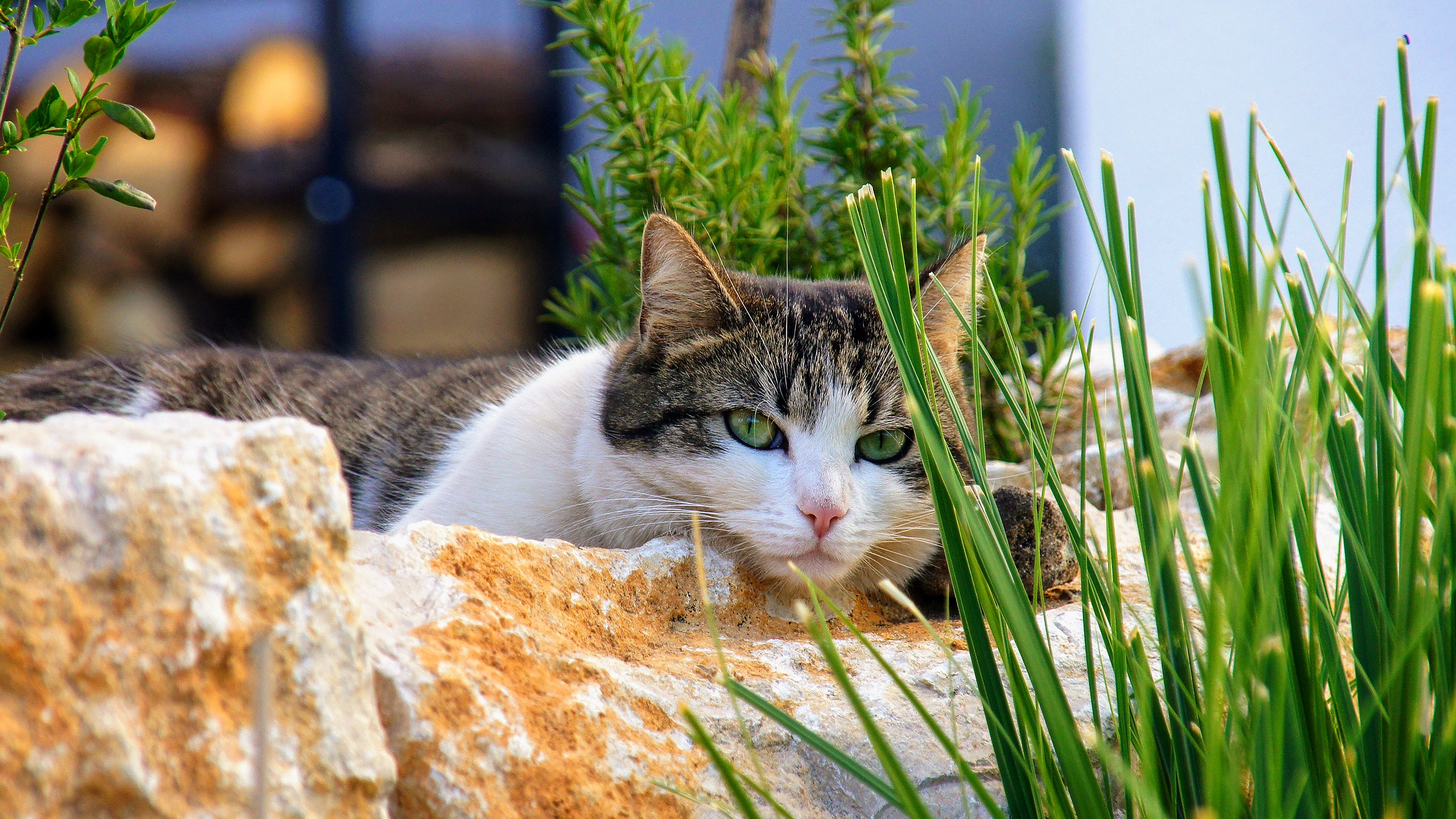 Download mobile wallpaper Cats, Grass, Cat, Animal, Green Eyes for free.