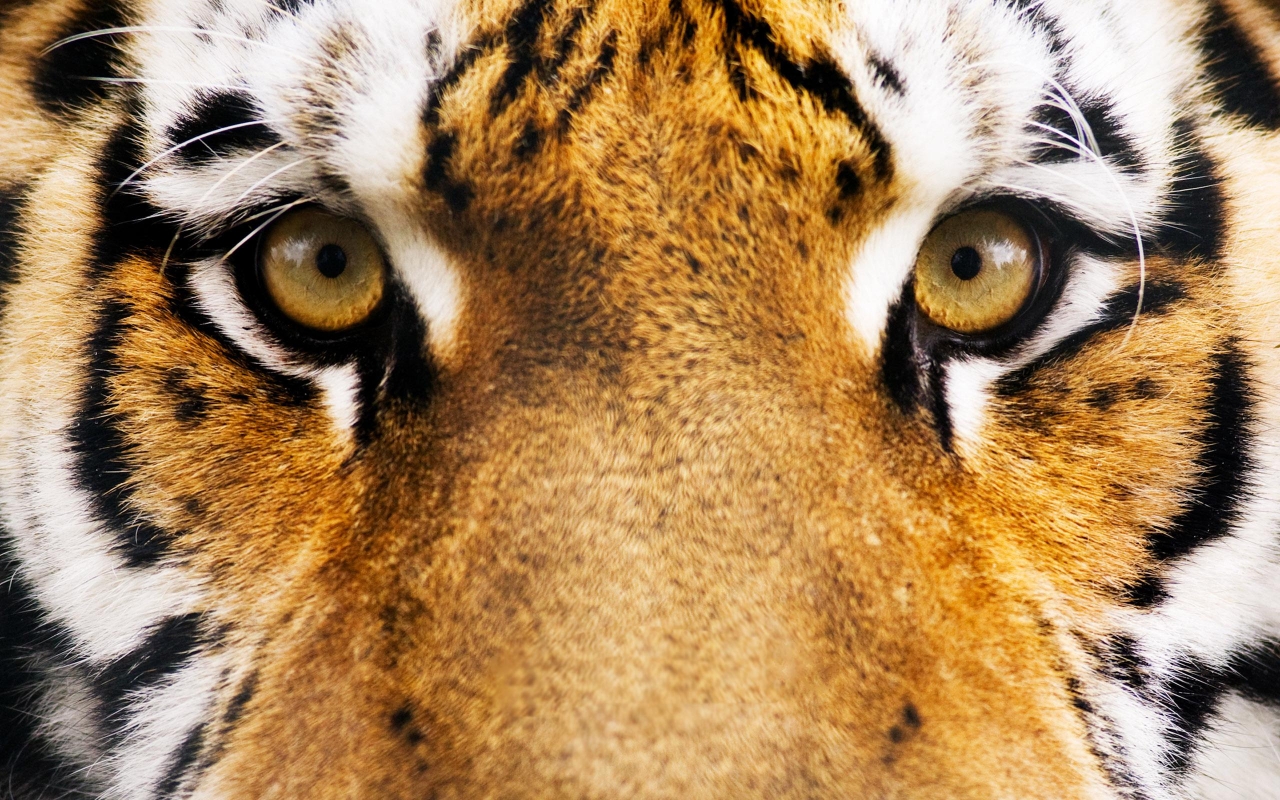 Free download wallpaper Tiger, Animal on your PC desktop