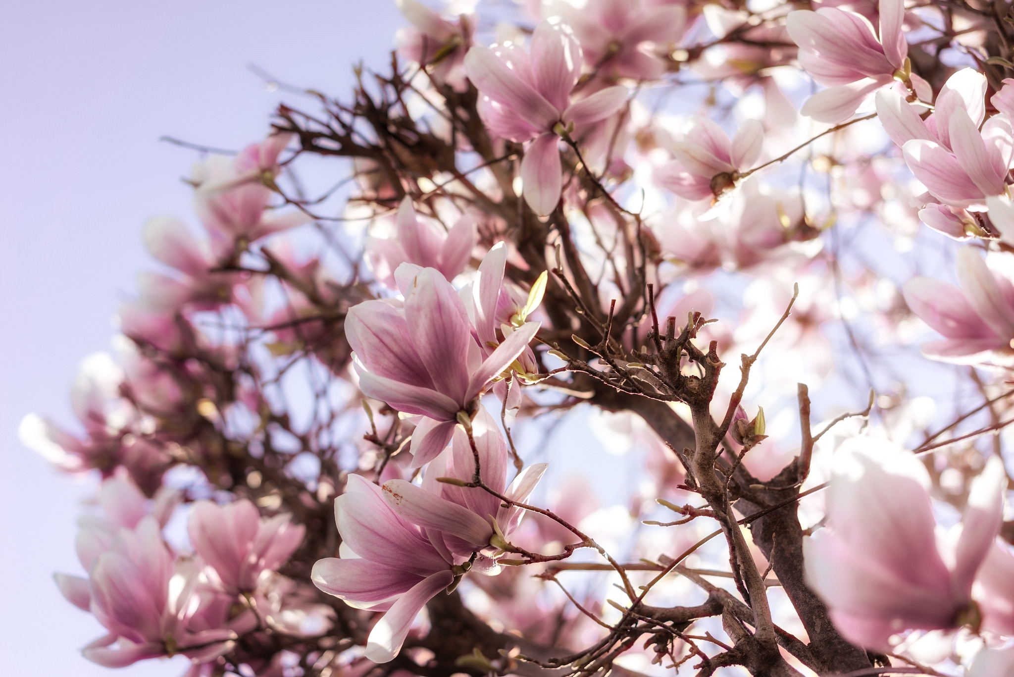 Laden Sie das Natur, Bäume, Blume, Ast, Frühling, Blüte, Magnolie, Erde/natur, Pinke Blume-Bild kostenlos auf Ihren PC-Desktop herunter