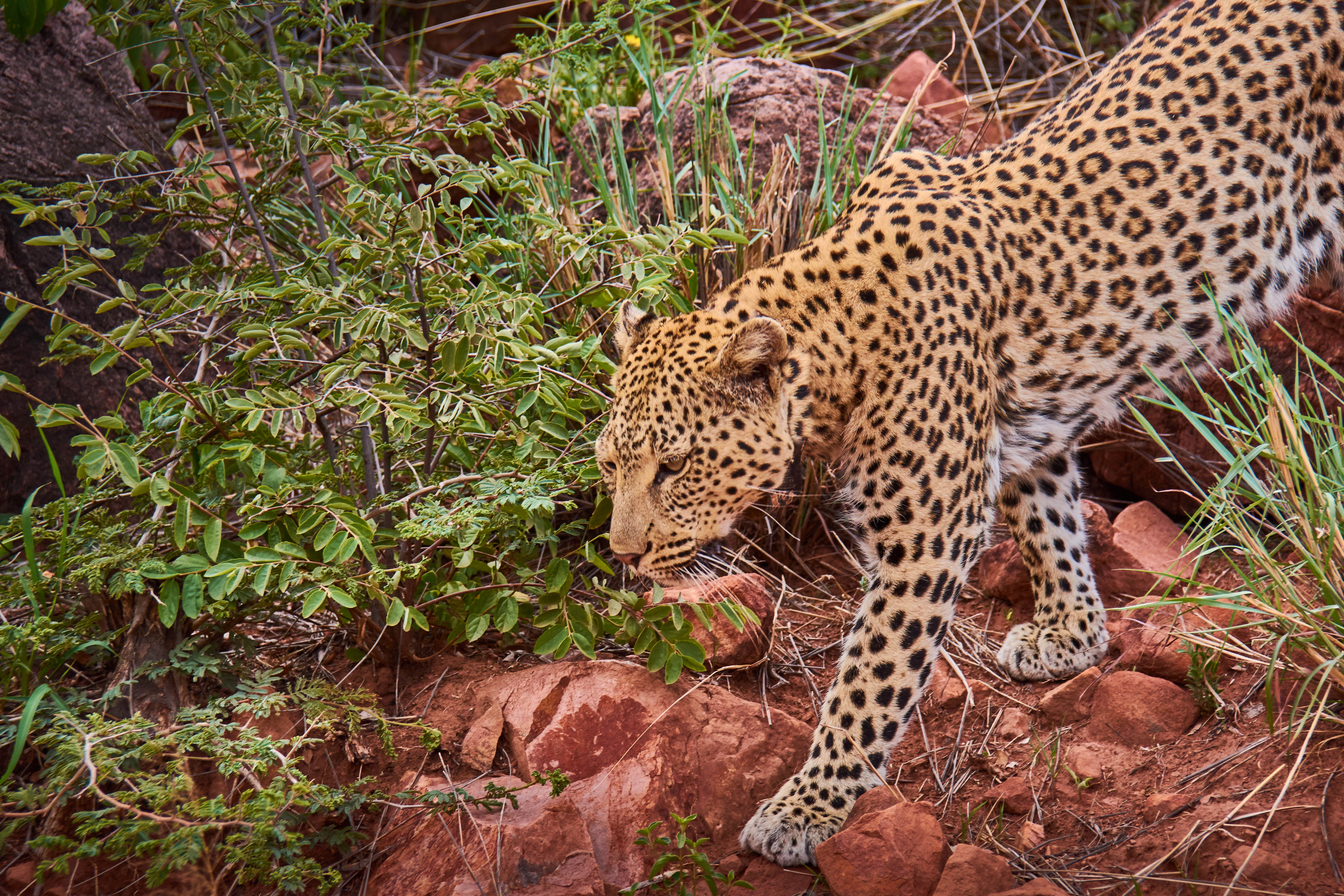 Laden Sie das Tiere, Katzen, Leopard-Bild kostenlos auf Ihren PC-Desktop herunter