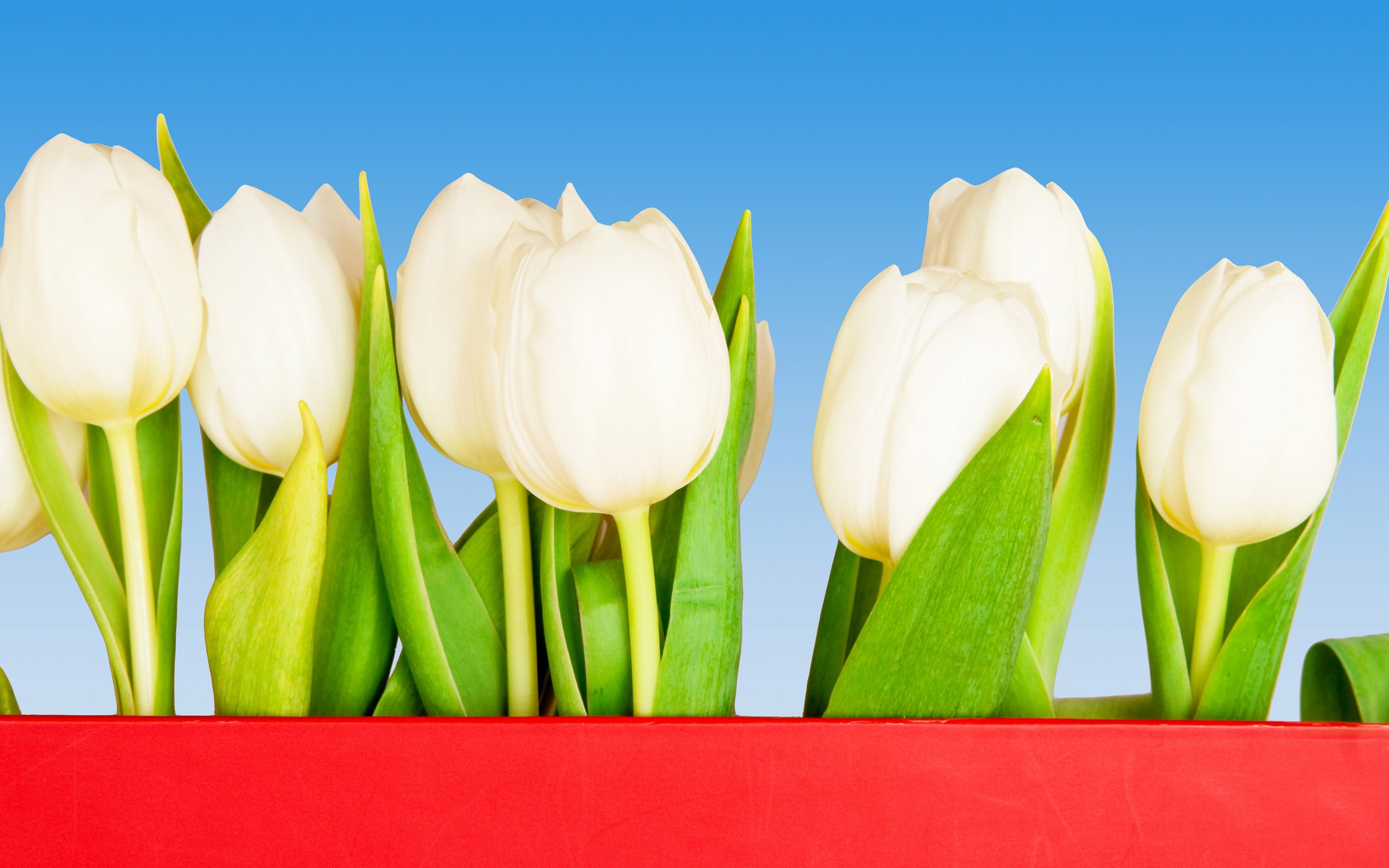 Free download wallpaper Flowers, Flower, Earth, Tulip, White Flower on your PC desktop