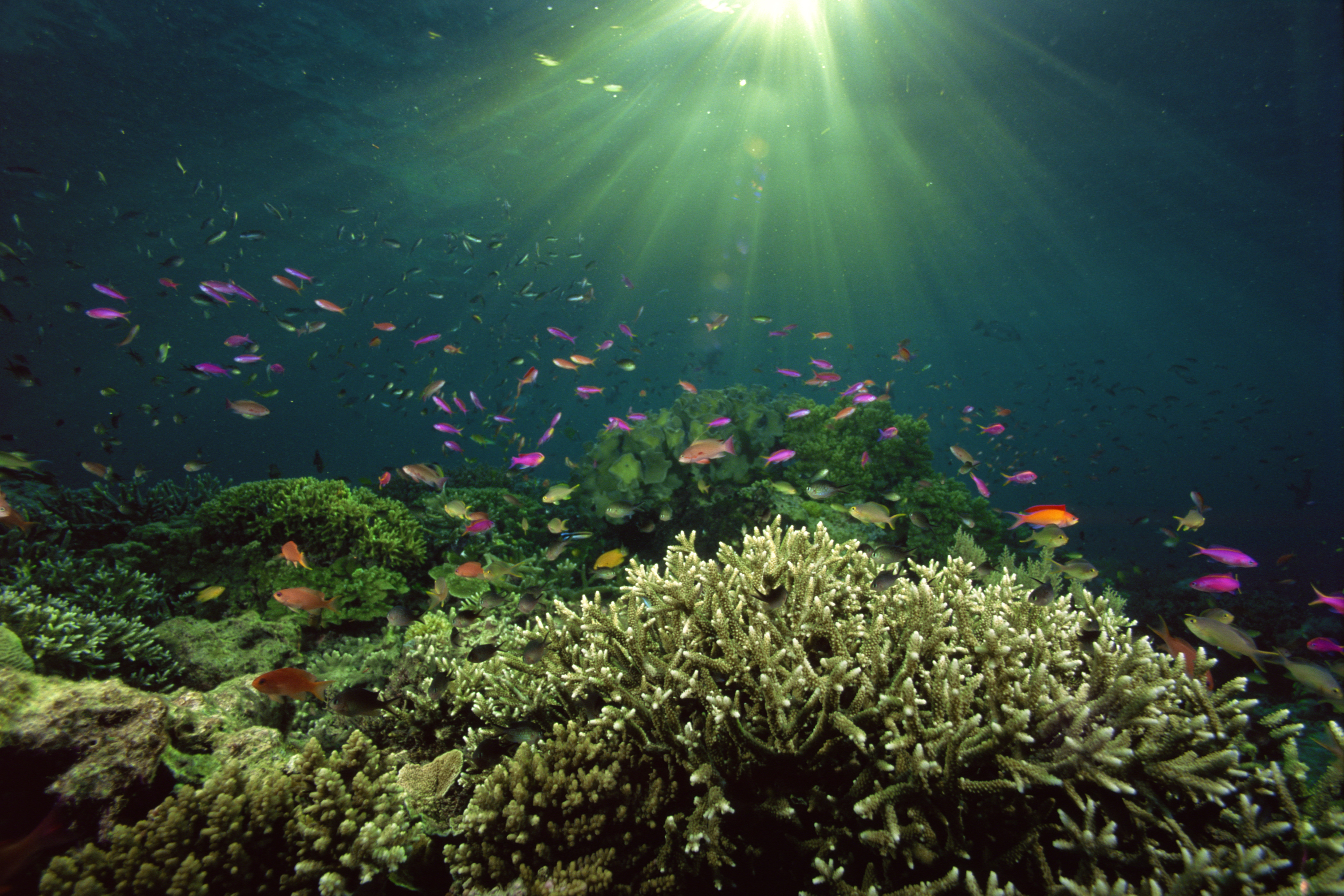 Download mobile wallpaper Sea, Fishes, Coral, Plant, Animal, Sunlight, Fish, Underwater, Sunbeam for free.
