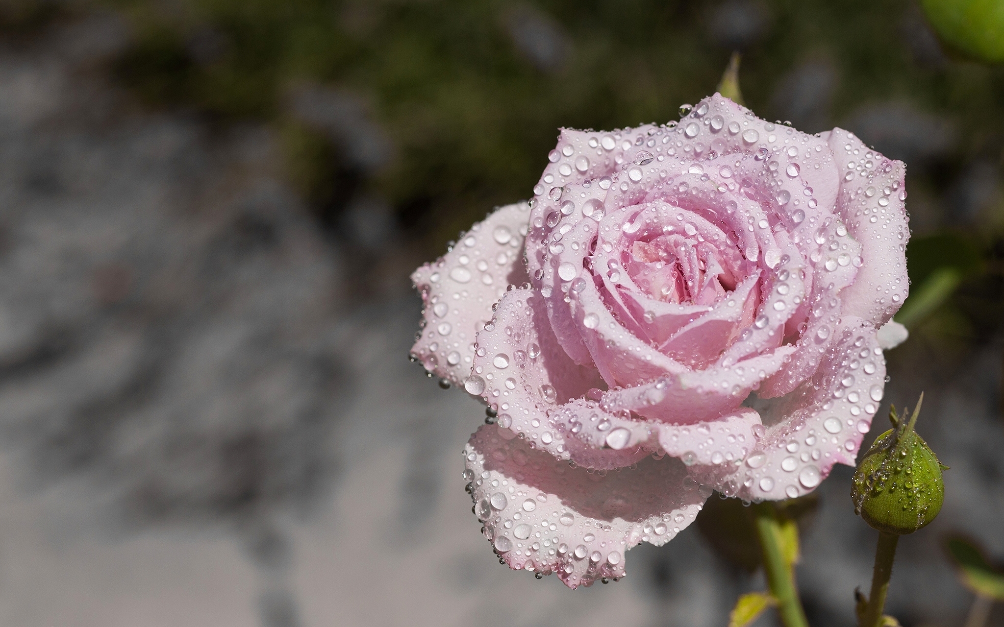 Laden Sie das Blumen, Blume, Rose, Wassertropfen, Erde/natur, Pinke Blume-Bild kostenlos auf Ihren PC-Desktop herunter