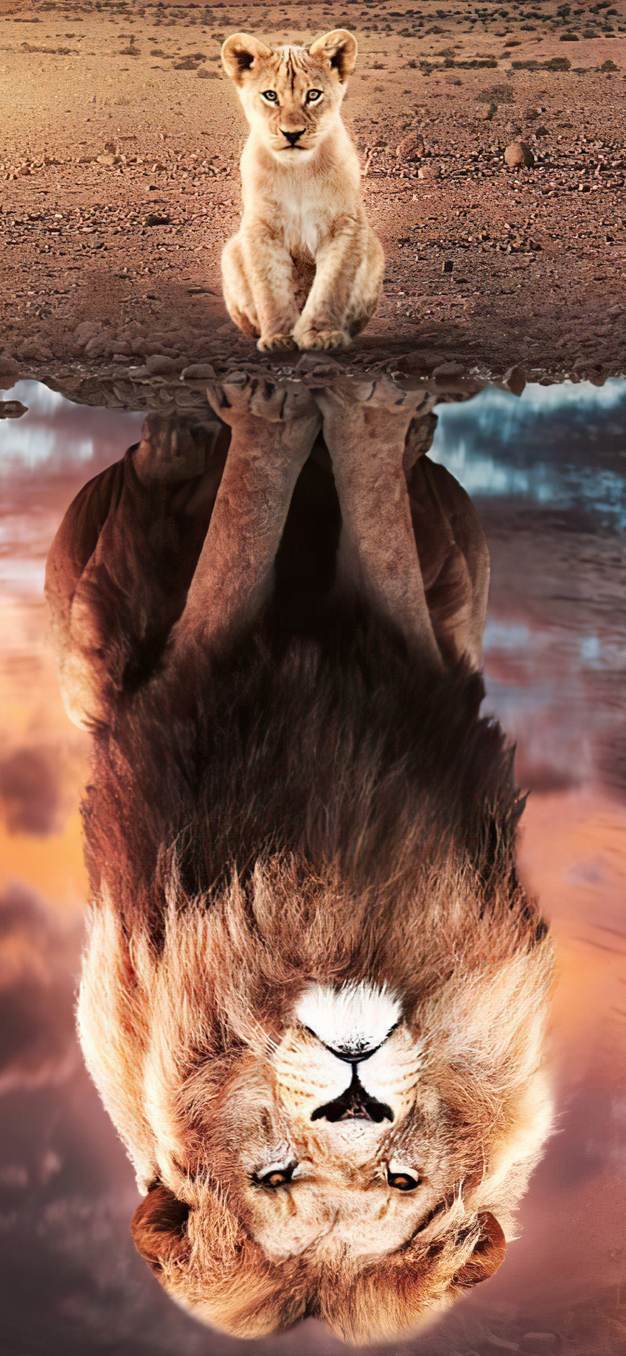 movie, the lion king (2019), reflection, lion